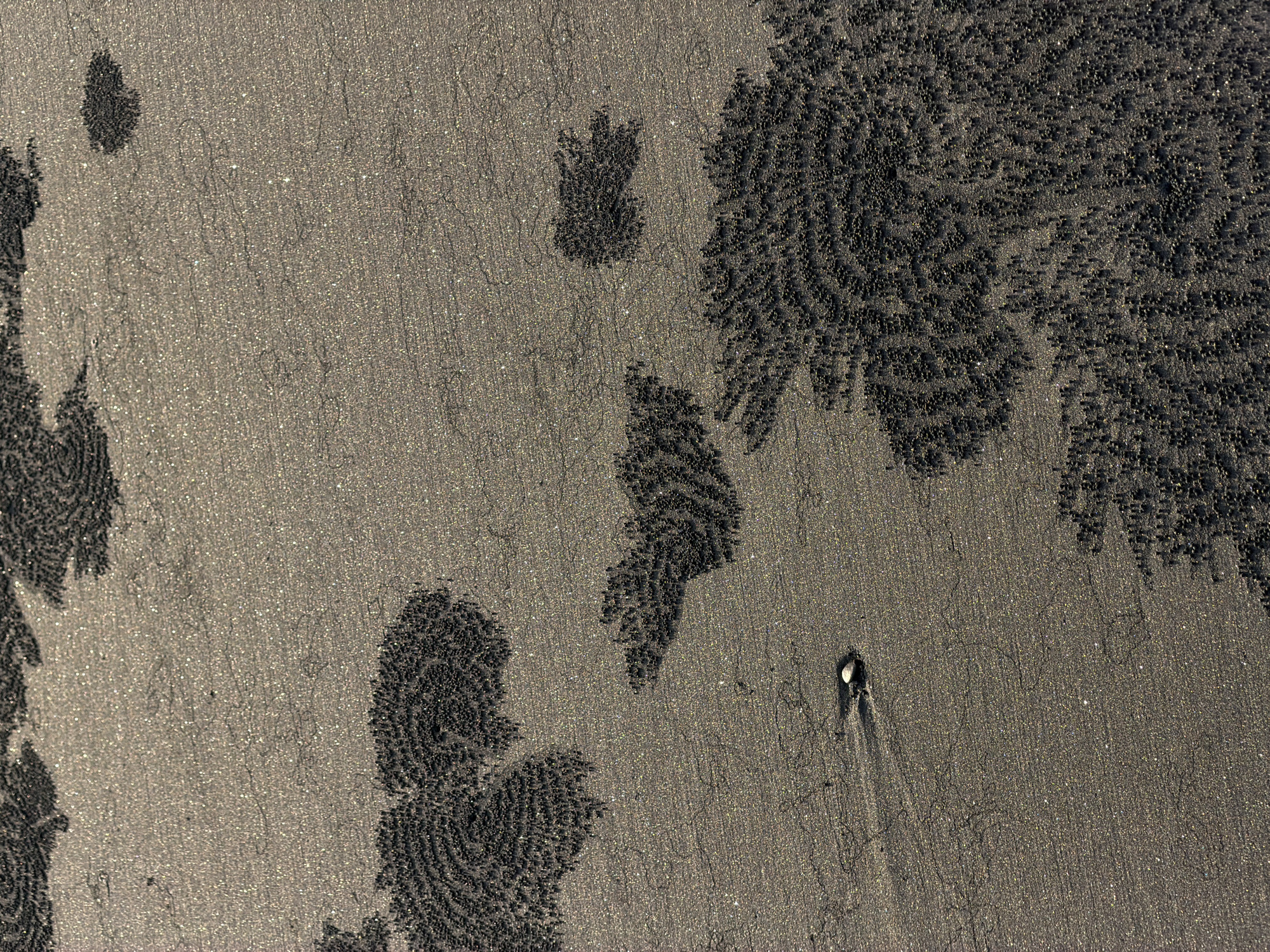 An overhead shot captures the textured surface of a wet, sandy beach, likely in Selemadeg, Indonesia. The sand is dark and speckled with tiny, reflective particles that catch the light. The most prominent features are abstract, dark patterns formed by small, round pellets of sand, clustered in swirling, organic shapes. These patterns suggest the work of small creatures, possibly crabs creating sand balls. In the lower left quadrant, a single, light-colored seashell rests on the sand, casting a faint shadow. Fine lines and subtle ridges are etched into the sand's surface, indicating the movement of water or wind. The overall impression is one of natural patterns and textures on a coastal environment.