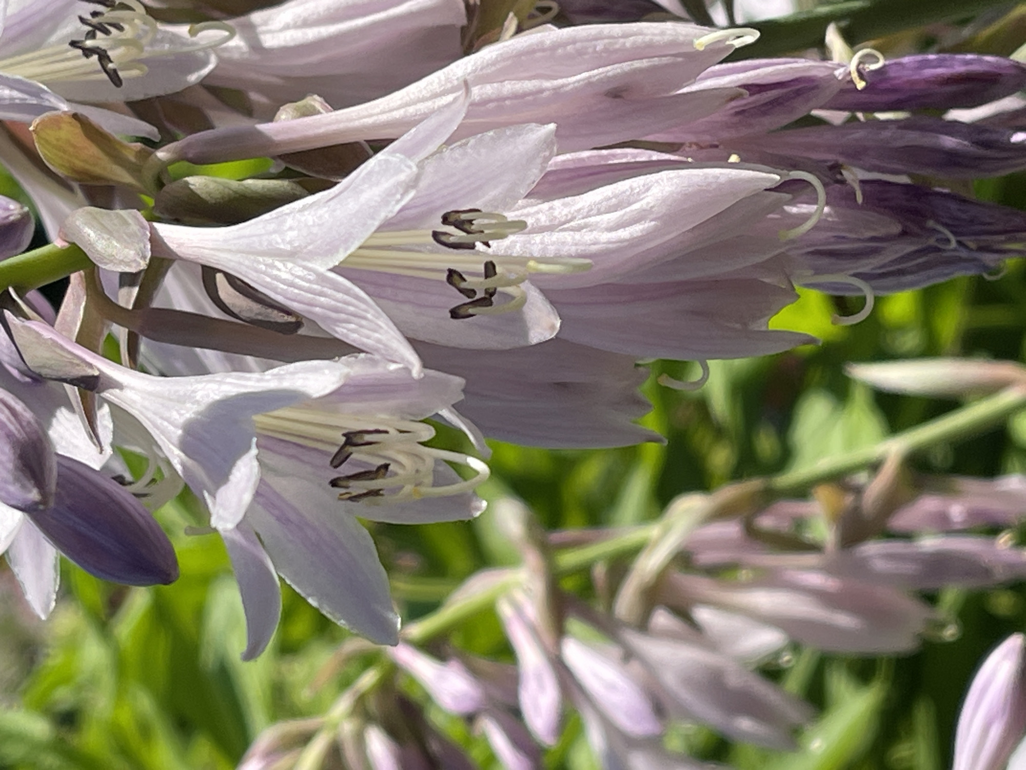 The image shows a close-up, slightly out-of-focus view of a cluster of pale purple, trumpet-shaped flowers, likely hosta flowers, with green foliage in the background. The flowers are suspended from thin green stems, and some have visible stamens and pistils. There are no people or identifiable landmarks present in the image. The image is a photograph of flowers in a natural setting. No specific location in Tatarstan, Russia is discernible from the image.