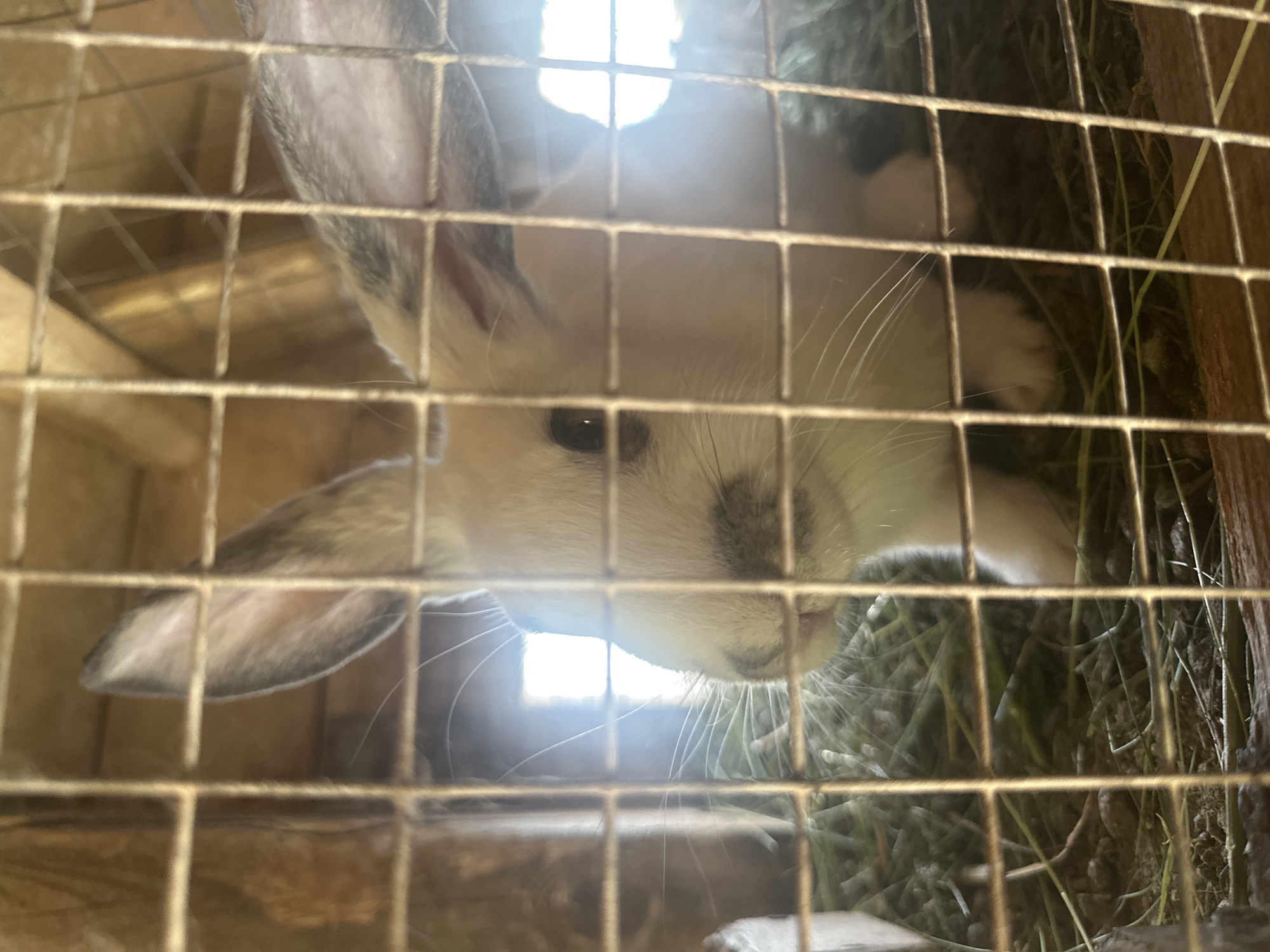In a rabbit hutch in Ilyinsky, Russia, a white rabbit with grey markings on its ears and face is partially visible behind a grid of metal bars. The rabbit is nestled in a bed of hay, with sunlight filtering in from the background, creating a bright, blown-out area. The scene is dimly lit, with the cage and hay being the primary visible elements besides the rabbit.