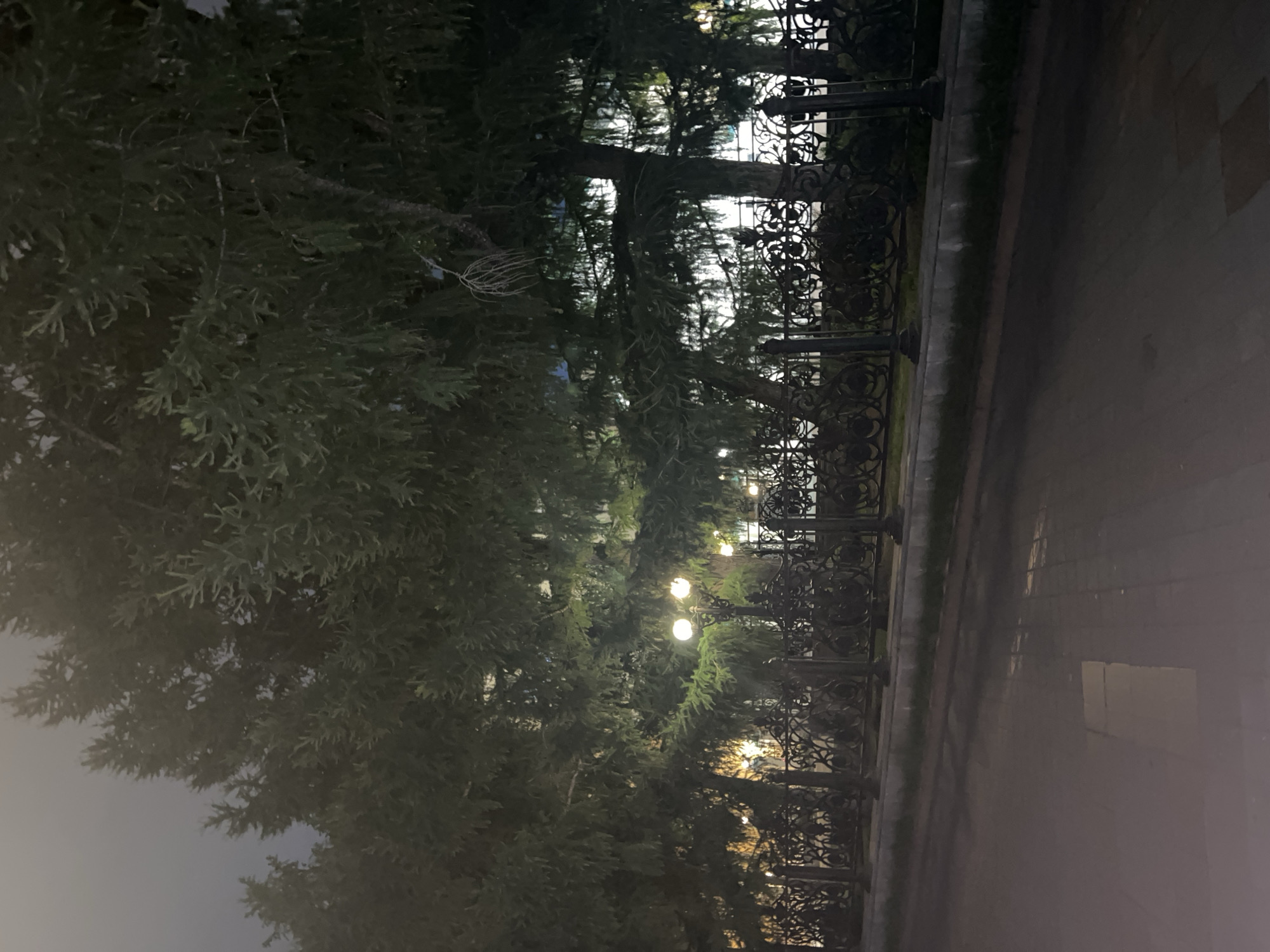 The image depicts an outdoor scene at night, likely in Yekaterinburg, Russia. Tall evergreen trees with dense foliage dominate the left side of the frame, their branches partially obscuring the background. A decorative wrought-iron fence runs along the right side of the image, separating a pathway from a body of water or a well-lit area beyond the trees. Small, round lights are strung between the trees, casting a warm glow and creating a festive atmosphere. The ground appears to be paved, with some areas reflecting the lights, suggesting it might be wet. The overall mood is serene and somewhat mysterious, with the darkness of the night contrasting with the illuminated foliage and pathways. There are no people or visible text in the image.