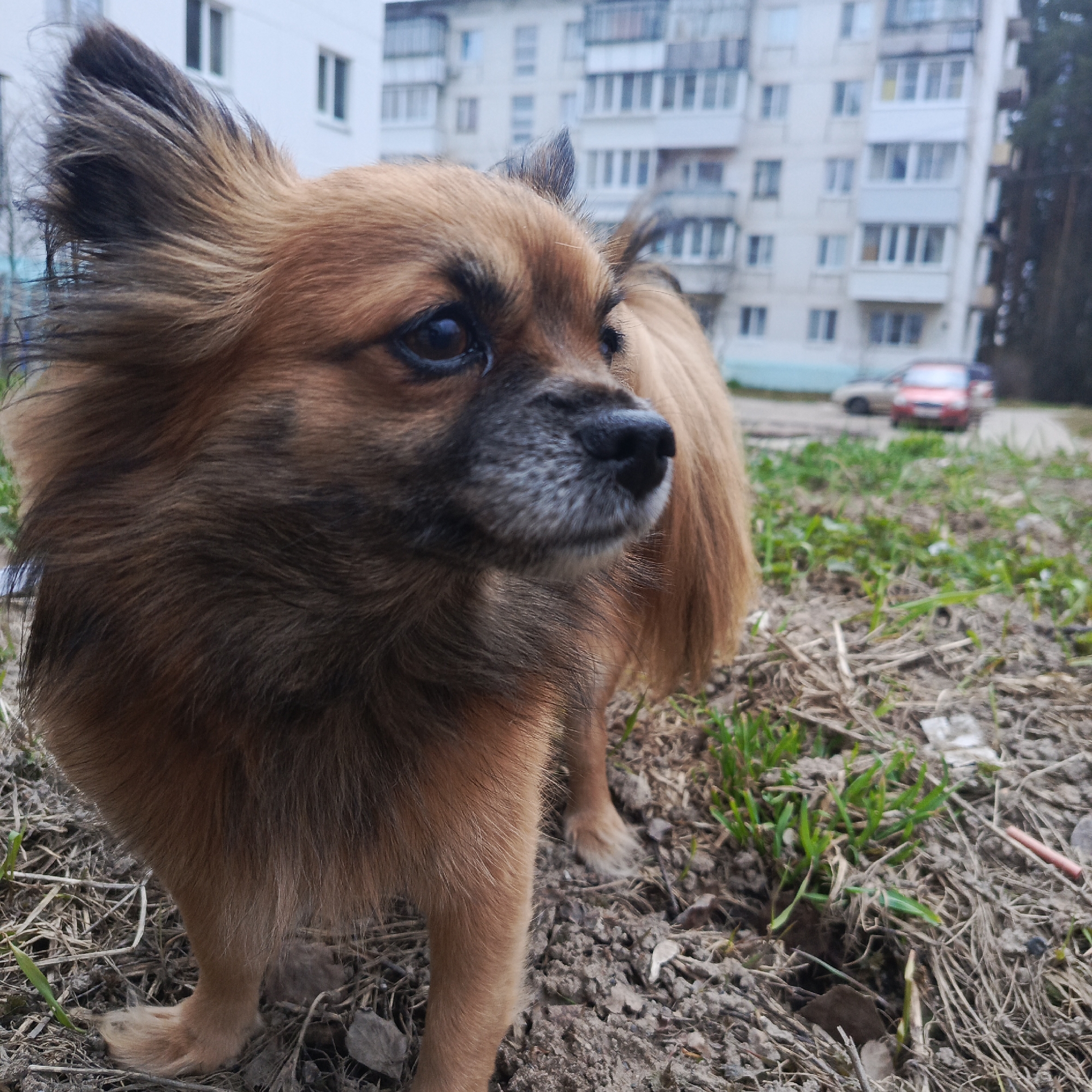 A medium-sized, long-haired brown dog stands on dirt and sparse grass. The dog has dark brown fur on its muzzle and ears, which are perked up. In the background, a multi-story apartment building is visible, along with parked cars and trees. The setting is Chaikovsky, Russia.