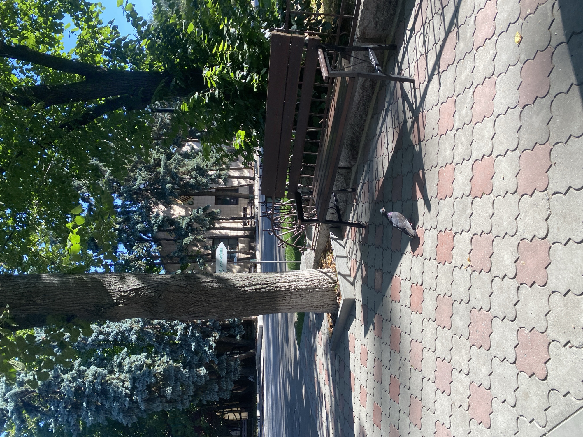 The image depicts an outdoor scene in Poltava, Ukraine, on a sunny day. In the foreground, a pigeon stands on a patterned walkway made of interlocking gray and reddish-pink concrete pavers. The walkway is partially shaded by a large tree trunk in the center-left of the image, which has rough, gray bark and some white paint markings near its base. To the right of the tree, a dark brown wooden bench with black metal legs sits on the walkway, facing away from the viewer. Behind the bench is a black metal fence. In the middle ground, a road is visible, bordered by a grassy area. Beyond the road, a building with a light-colored facade and dark windows can be seen, surrounded by various trees, including some tall, feathery blue-green conifers and leafy green deciduous trees. A white directional sign with black text in Cyrillic, reading "МІСЦЕ ДЛЯ УКРИТТЯ" (Place for shelter), points to the right, indicating an area of potential safety. The sky is clear and blue. The overall impression is of a quiet public space, possibly a park or the grounds of an institution.