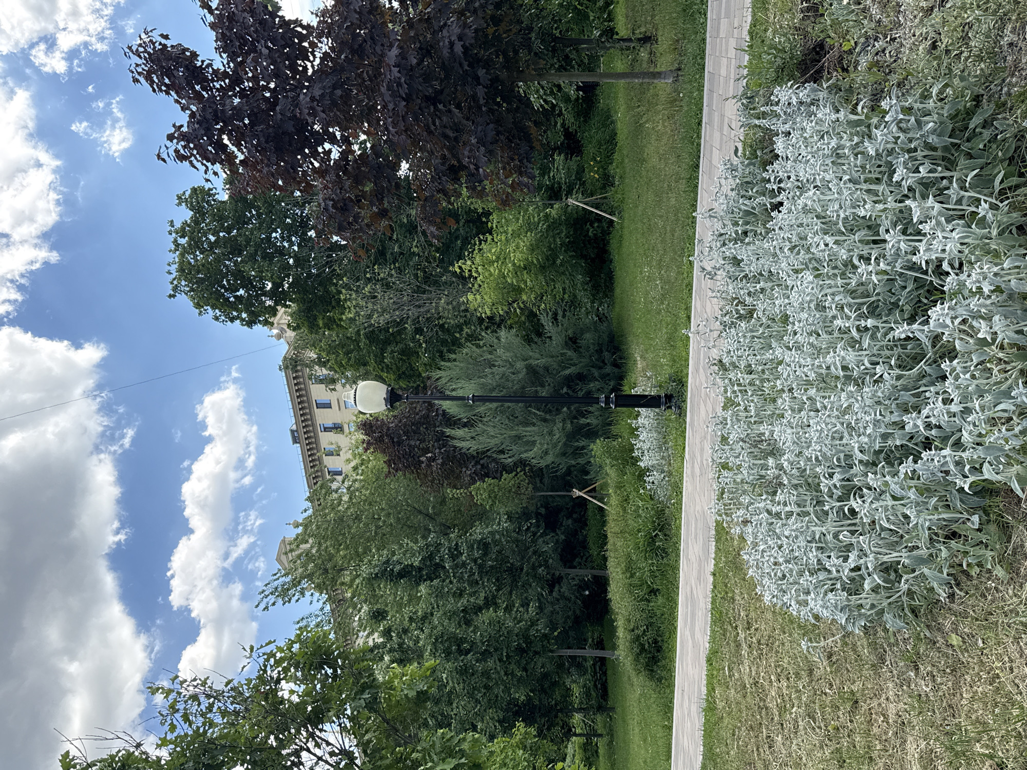 The image depicts a well-maintained park or green space in Moscow, Russia, on a bright, sunny day. The scene is dominated by lush vegetation under a clear blue sky dotted with scattered white cumulus clouds.
In the foreground, a bed of distinctive silvery-green, fuzzy-leaved plants, possibly Lamb's Ear (Stachys byzantina), runs alongside a light-colored paved pathway made of interlocking bricks. To the left of the path, there is an area of green grass.
The midground features a variety of trees and bushes. Several trees with dark reddish-purple foliage contrast with numerous others displaying vibrant green leaves. Some younger trees are visible, supported by wooden stakes. A classic black street lamp with a white globe fixture stands prominently, adding an architectural element to the natural setting. Behind the lamp and trees, the facade of a large, multi-storied building with numerous windows and classical architectural details, including a noticeable cornice and part of a decorative roof structure, is visible.
No people or explicit activities are captured, suggesting a quiet moment in the park. The time of day appears to be late morning or afternoon, given the bright, direct sunlight. There is no visible text in the image.