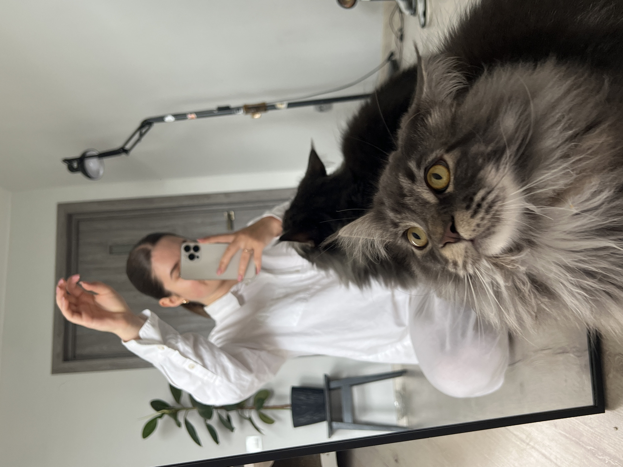 This media file captures a mirror selfie taken indoors in Ternopil, Ukraine. The primary subjects are a young woman and two cats. In the foreground, a large, fluffy grey cat with striking yellow eyes looks directly towards the mirror (and thus the viewer), its face prominent and curious. Partially visible behind it is a black cat, looking downwards. The reflection in the mirror shows a young woman, wearing a white collared shirt, holding a light-colored smartphone with a triple-lens camera setup, presumably taking the picture. Her face is mostly obscured by the phone, but her dark hair is pulled back, and a gold earring is visible.
The setting appears to be a home interior. Reflected in the mirror are elements of the room: a dark grey door with a handle is visible behind the woman. A dark, possibly metal, chair or stool is reflected near the bottom, and a plant with large green leaves is visible towards the lower left. Above the woman, reflective lighting equipment with an articulated arm extends across the ceiling. The floor, visible at the very bottom of the reflection, appears to be light-colored wood or laminate. The mirror itself has a thin black frame. The overall lighting is bright, suggesting either daytime or well-lit artificial conditions. There is no visible text. The image captures a casual, intimate moment between a pet owner and her cats.