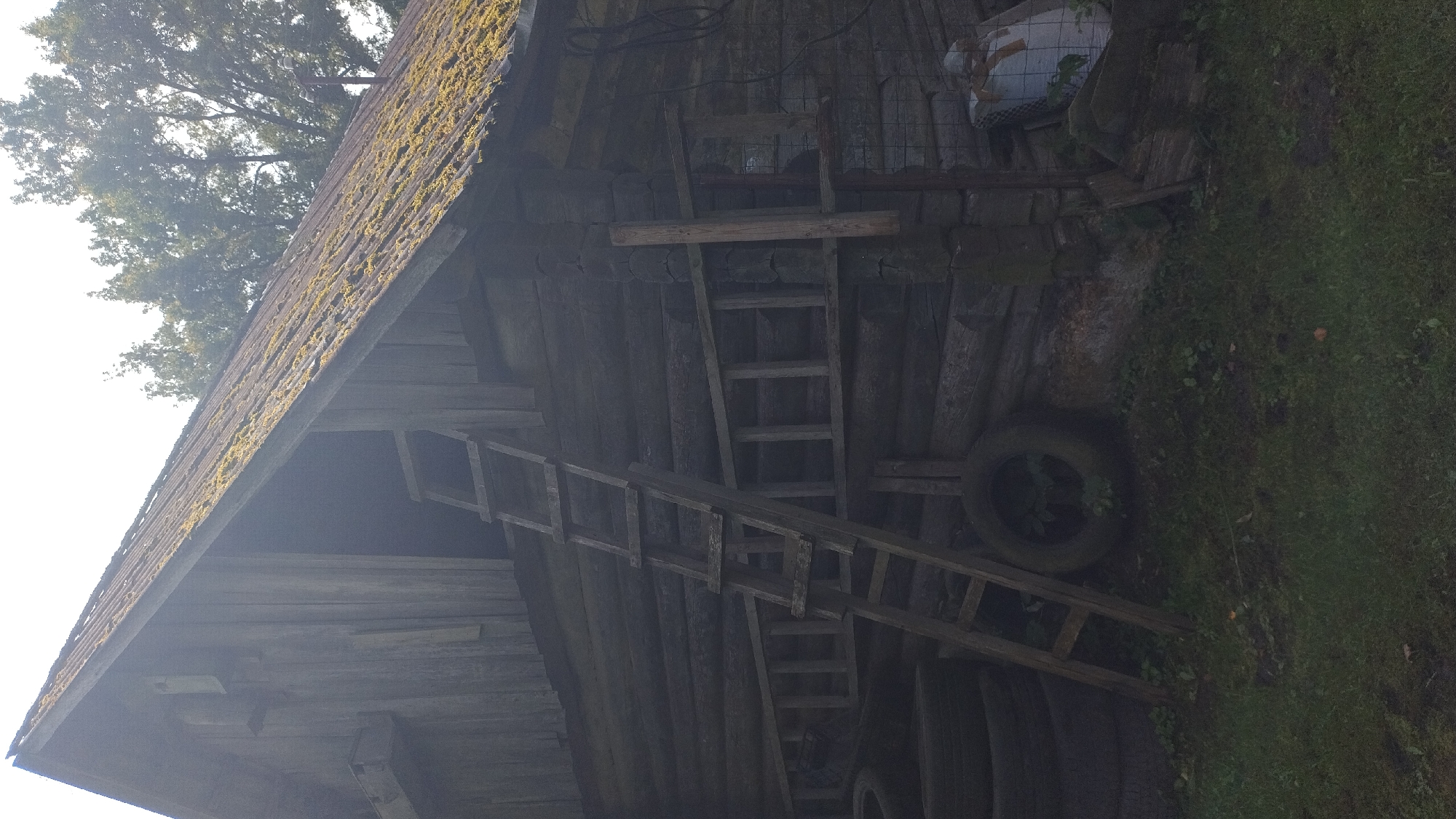 The image depicts a rustic, weathered wooden structure, possibly a barn or shed, with a moss-covered corrugated roof. A wooden ladder leans against the side of the building, and another wooden structure, perhaps a railing or a smaller ladder, is visible horizontally across the logs. Several tires are stacked on the left side, and one tire is upright on the ground near the building. A white sack, possibly containing feed or grain, is placed against the building on the right, secured by a wire mesh fence. The surrounding area is overgrown with grass and some scattered foliage. The lighting suggests it is daytime, possibly overcast or late afternoon, given the diffused light and shadows. The overall scene is rural and appears somewhat neglected. No people are visible in the image. The location is identified as Unknown, Latvia.