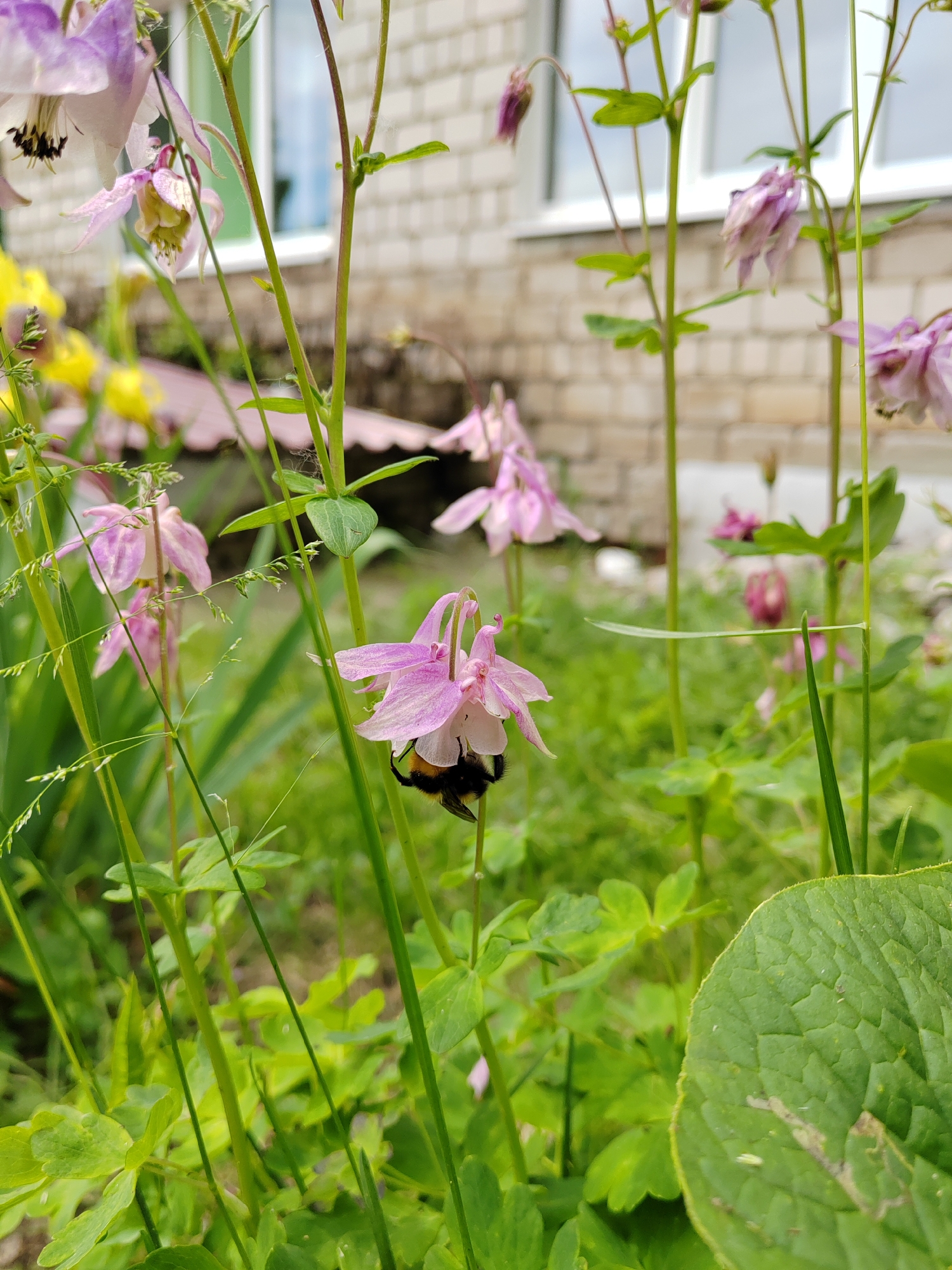 A close-up, eye-level photograph captures a bumblebee actively foraging inside a delicate, pale pink and purple columbine (Aquilegia) flower. The fuzzy, dark-bodied bee, with a noticeable yellow-orange segment on its rear, is positioned head-down within the bell-shaped blossom, presumably collecting nectar or pollen. The flower with the bee is prominent and in sharp focus, surrounded by various green foliage and slender plant stalks.
Numerous other columbine flowers, some in similar pale hues and others appearing a deeper purple, are visible throughout the frame, with varying degrees of focus. To the left, blurred yellow flowers can be seen among the greenery. The foreground is dominated by a mix of lush green leaves and grass, some showing detailed textures.
In the softly blurred background, a light-colored brick building with a prominent white window suggests an outdoor, possibly residential, garden setting. The natural lighting indicates it is daytime, likely late spring or early summer, given the blooming flowers and vibrant greenery. There is no visible text in the image.