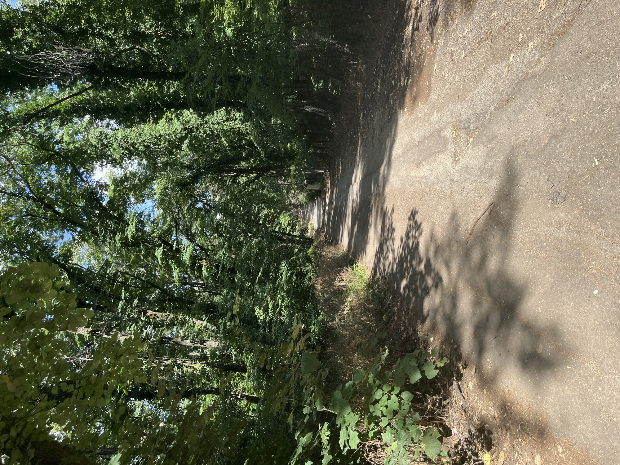 The image shows a dirt road winding through a dense forest. Tall trees with lush green foliage line both sides of the road, forming a canopy overhead. Sunlight filters through the leaves, casting dappled shadows on the road. The road surface is uneven, with loose gravel and dirt. There are no people or animals visible in the image. The environment appears natural and undeveloped. The scene depicts a secluded pathway within a wooded area, suggesting a natural landscape potentially located in or near Nikolovo, Bulgaria, given the context provided.
