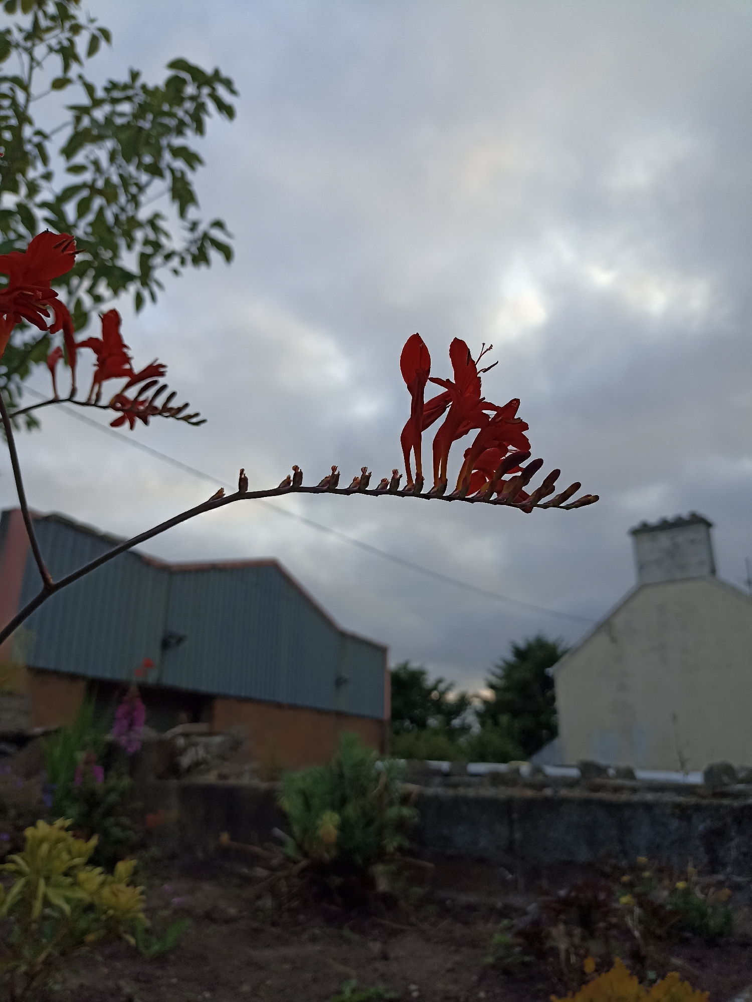 The image, taken in Annagry, Ireland, is an outdoor, medium-shot photograph featuring a branch of red flowers silhouetted against a cloudy sky. The flowers are vibrant red and have a unique, almost sculptural shape. The branch extends from the left side of the frame towards the center and right, with multiple buds and open blooms visible.
In the background, out of focus, are elements of a rural or semi-rural setting. To the left, a building with a grey corrugated metal roof and red-brown walls is partially visible. Further to the right, a light-colored building with a chimney stands out. Trees are scattered behind these structures, contributing to the outdoor ambiance. The foreground is occupied by a garden with dark soil and various plants, some appearing yellow and green, adding depth to the scene. The overall lighting suggests it may be late afternoon or early morning, given the cloudy conditions and the way the light interacts with the silhouettes.