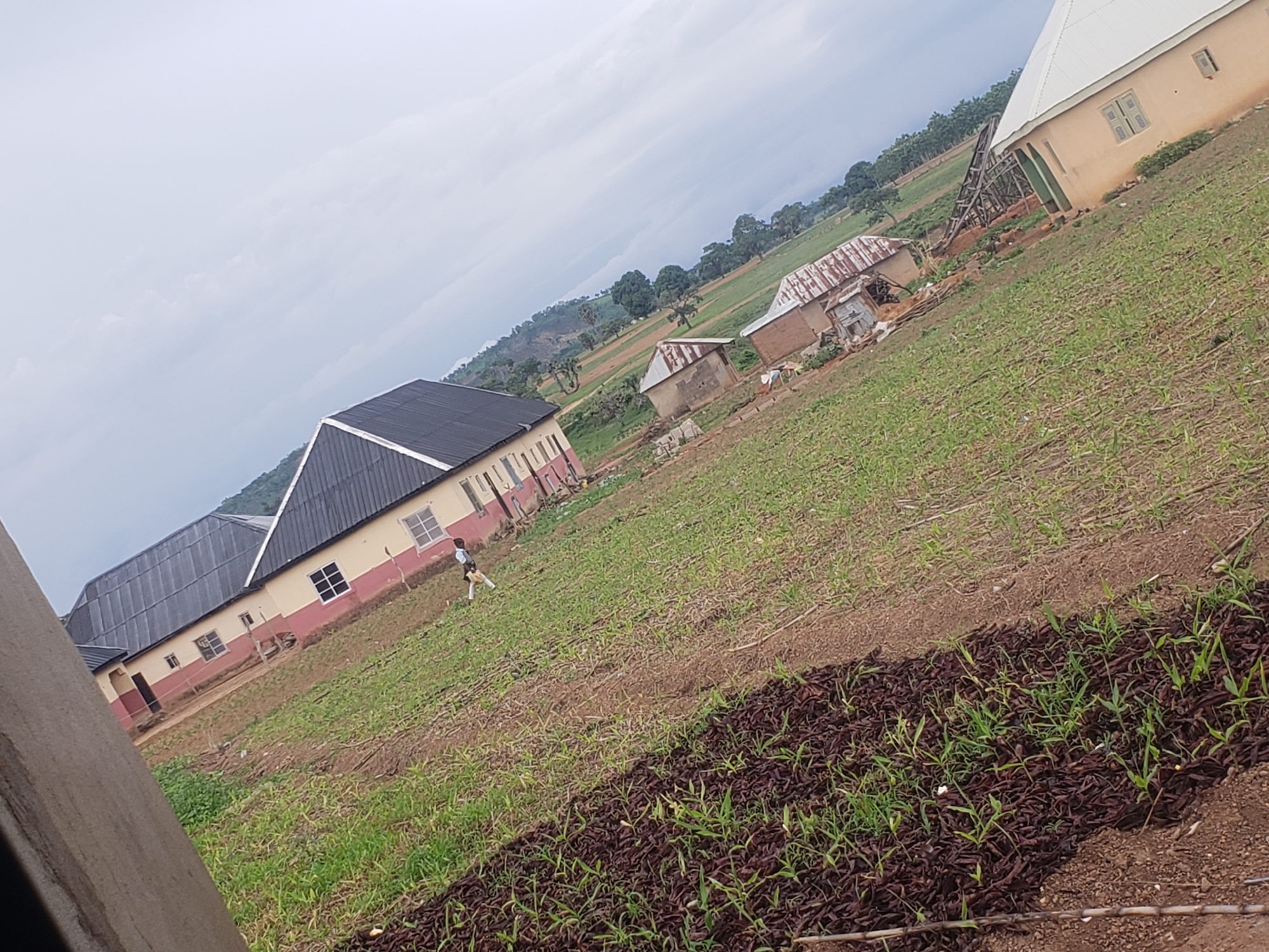 In the city of Gumel, Nigeria, on an overcast day, a low-angle shot captures a rural landscape. In the foreground, dark brown soil is covered with thin, brown, dried plant matter, with young green shoots emerging in rows. Beyond this, a long, cream-colored building with a dark gray, pitched roof is visible, featuring multiple windows. To the right of this building, another, smaller structure with a rusted corrugated metal roof stands. Further in the background, a pale yellow building with a white pitched roof and green window frames is present. Scattered trees and hills are visible in the distance under a cloudy sky. A lone person in a white shirt and dark shorts is walking on the green field between the cream-colored building and the brown soil.