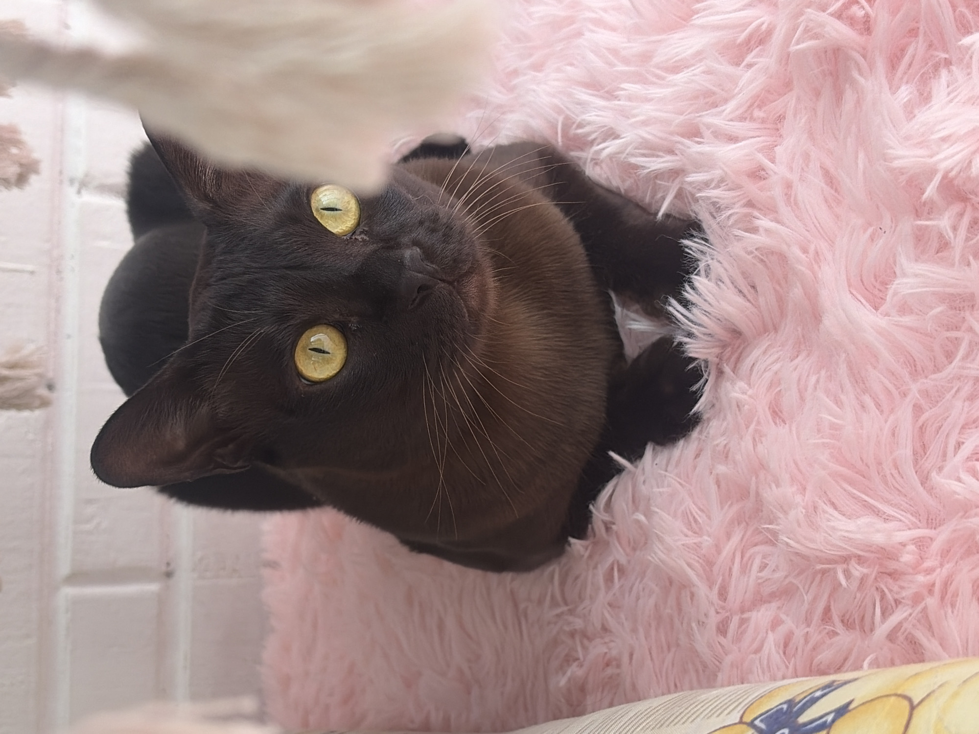 A dark-colored cat with bright yellow eyes is resting on a fluffy pink rug. The cat is looking directly at the camera. In the background, there is a white brick wall and some blurry decorative items. The image appears to be taken indoors, possibly in a home setting. There is no information about the location in the city of Novosaratovka, Russia.
