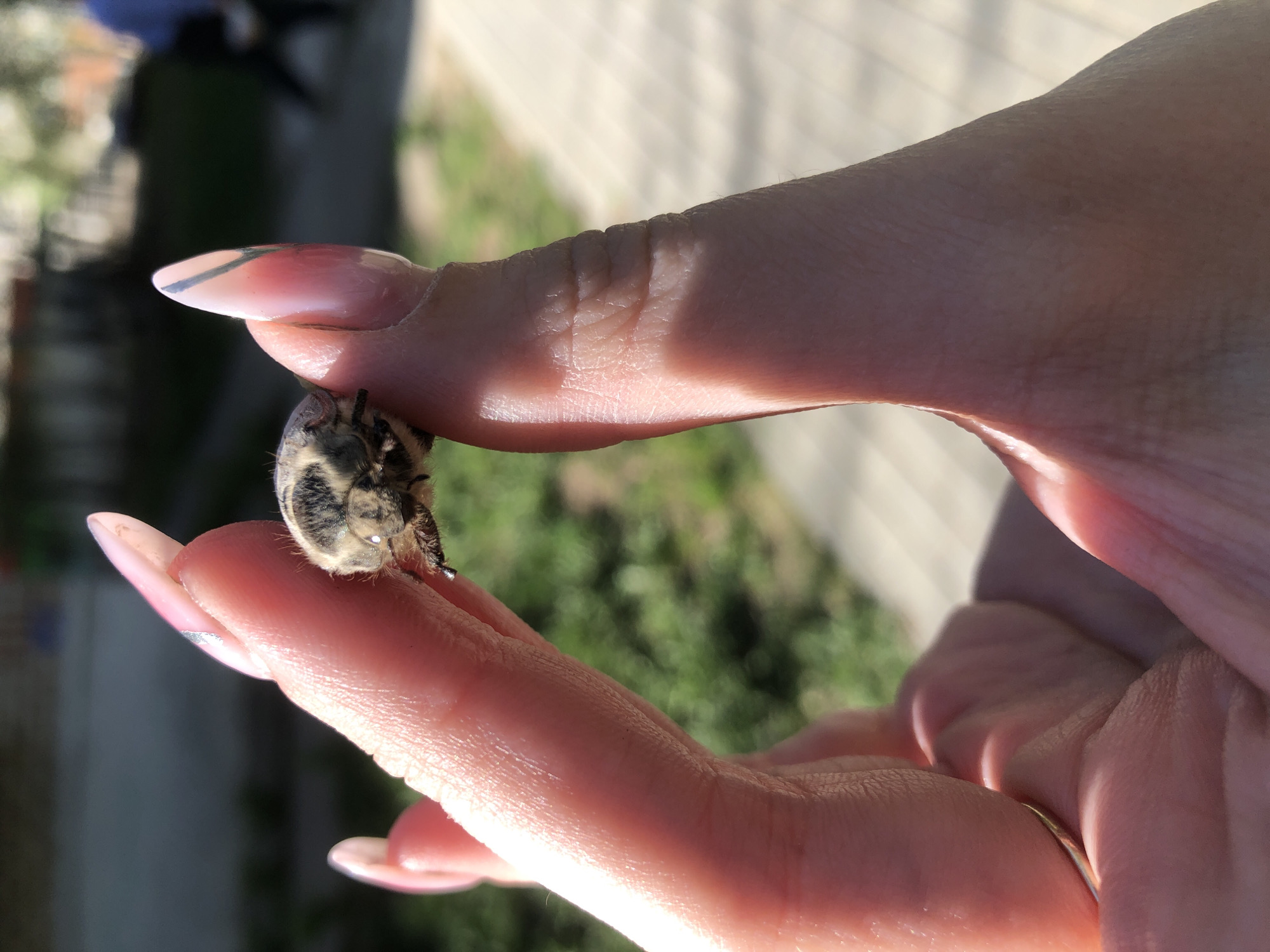 A person with manicured fingernails, featuring pink polish and a black geometric design on the tips, is holding a fluffy beetle between their thumb and index finger. The beetle has a round body with a mottled gray and black pattern. The person appears to be wearing a gold ring on one of their fingers. The background shows blurred green foliage. It is not possible to confirm the location is in Chaikovsky, Russia, without additional information.
