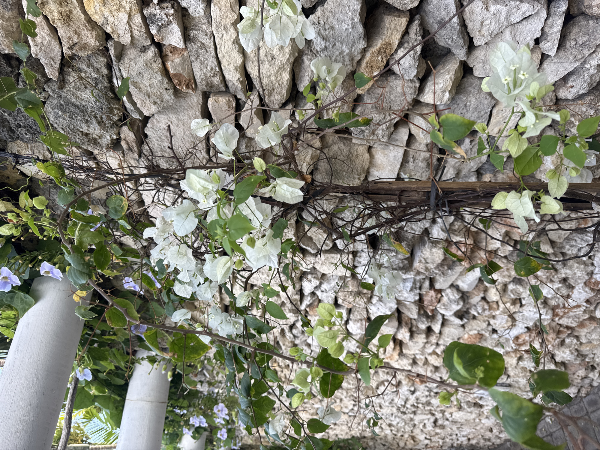 The image captures an outdoor scene dominated by climbing plants growing against and over a natural stone wall, with the entire composition oriented vertically as if looking upwards at a trellis or pergola. White bougainvillea flowers with delicate, papery bracts and small white true flowers are prominent, intertwined with green foliage and dark, thorny branches. Several clusters of the white bougainvillea are visible throughout the frame.
Alongside the bougainvillea, vines with slightly larger, heart-shaped green leaves and small, light purple or blue flowers are also present, particularly on the left side of the image, cascading over two light-colored, cylindrical pillars. These pillars appear to be made of concrete or natural stone, suggesting they are part of a supporting structure for the plants.
The background consists of a rustic wall constructed from irregularly shaped, light-colored stones, some with hints of warmer brown or gray tones, creating a textured surface. The arrangement of the stones is informal, typical of dry-stacked or mortared natural rock walls. The lighting appears soft and diffused, indicating daytime, possibly under an overcast sky or in the shade, with no harsh shadows. No specific activity is taking place, presenting a tranquil and natural botanical scene. There is no visible text in the image. The tropical plant varieties and stone construction are consistent with the location context of Kuta Selatan, Indonesia.