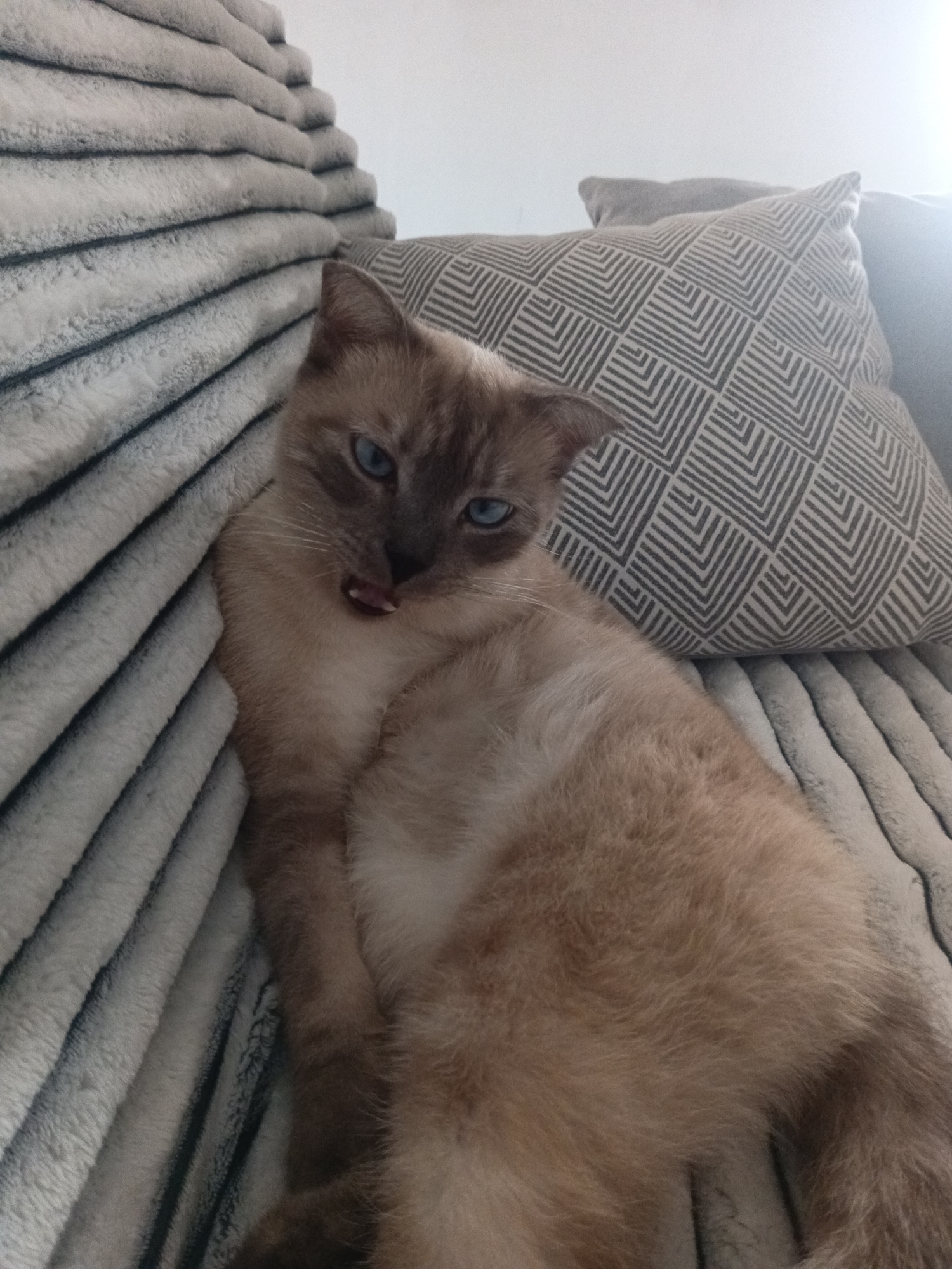 A cat is lying on a gray, textured couch with a decorative pillow behind it. The cat has light brown fur, blue eyes, and its tongue is slightly sticking out. The couch appears to be indoors. The location Фоки, Russia is irrelevant as there is no visual information in the image to indicate this location.
