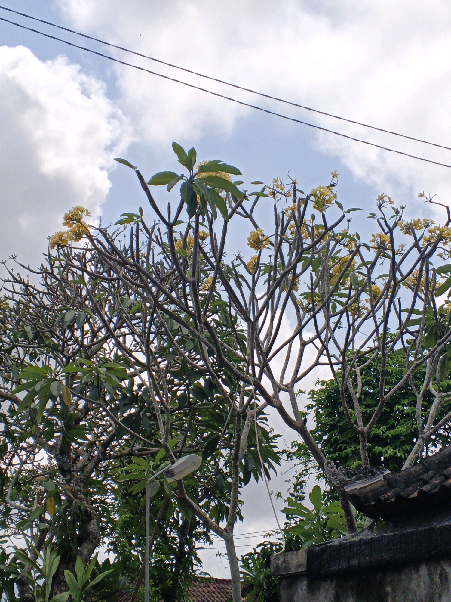 The image captures a scene in Denpasar, Indonesia, dominated by a frangipani tree with yellow flowers and a complex network of branches against a cloudy sky. Overhead, two dark power lines stretch horizontally across the frame. In the foreground, a street lamp stands on a pole to the left of the frame, partially obscuring the tree. To the right, a portion of a building's roof with terracotta tiles and a decorative gutter is visible, bordering a dark, rough-textured wall. Lush green foliage from other trees forms a dense backdrop behind the frangipani. The overall impression is of an outdoor, possibly residential or public space, with elements of both nature and man-made infrastructure.