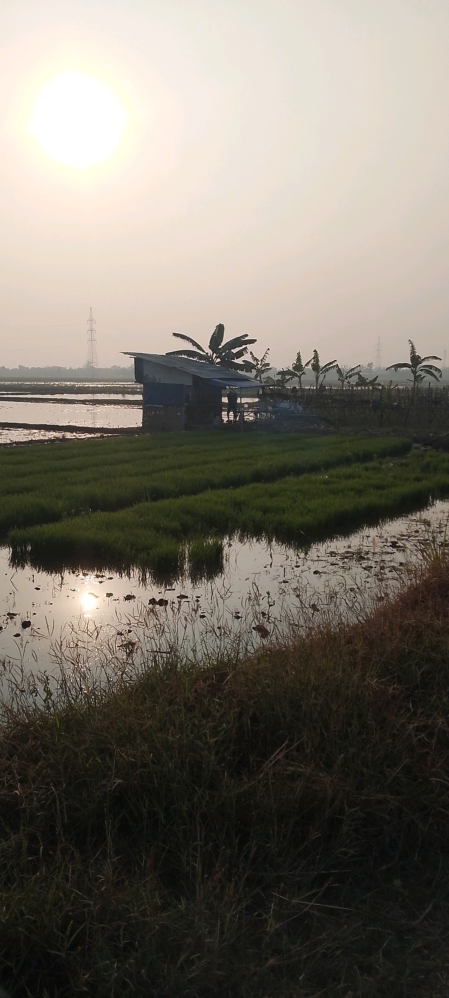 In Satriajaya, Indonesia, a sunlit scene unfolds across a rice paddy field. A small, weathered structure, possibly a shelter or shed, stands amidst the greenery. Banana trees, with their characteristic large leaves, are planted nearby, adding to the tropical ambiance. In the distance, a tall electricity pylon is visible, indicating the presence of infrastructure. The sky is a pale, hazy hue, suggesting either early morning or late afternoon light. The water in the paddy fields reflects the sunlight, creating a shimmering effect. In the foreground, tall grasses line the edge of the field, adding a natural boundary to the cultivated land. Two indistinct figures are present near the structure, their actions unclear in the diffused light.