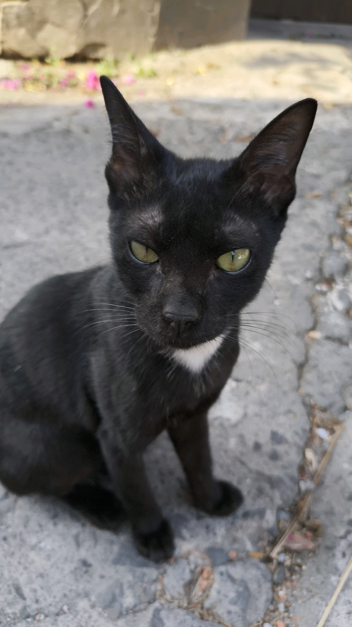 A black cat with yellow-green eyes and a small white patch on its chest sits on a textured gray concrete surface. The cat is facing the camera, with its ears pointed upwards. The background is blurred, showing a rough stone wall and some pink flowers. This scene appears to be outdoors in a city environment, possibly in Bekasi, Indonesia, given the typical urban landscaping and paving materials seen in some parts of the city. The lighting suggests it is daytime, with sunlight casting shadows.