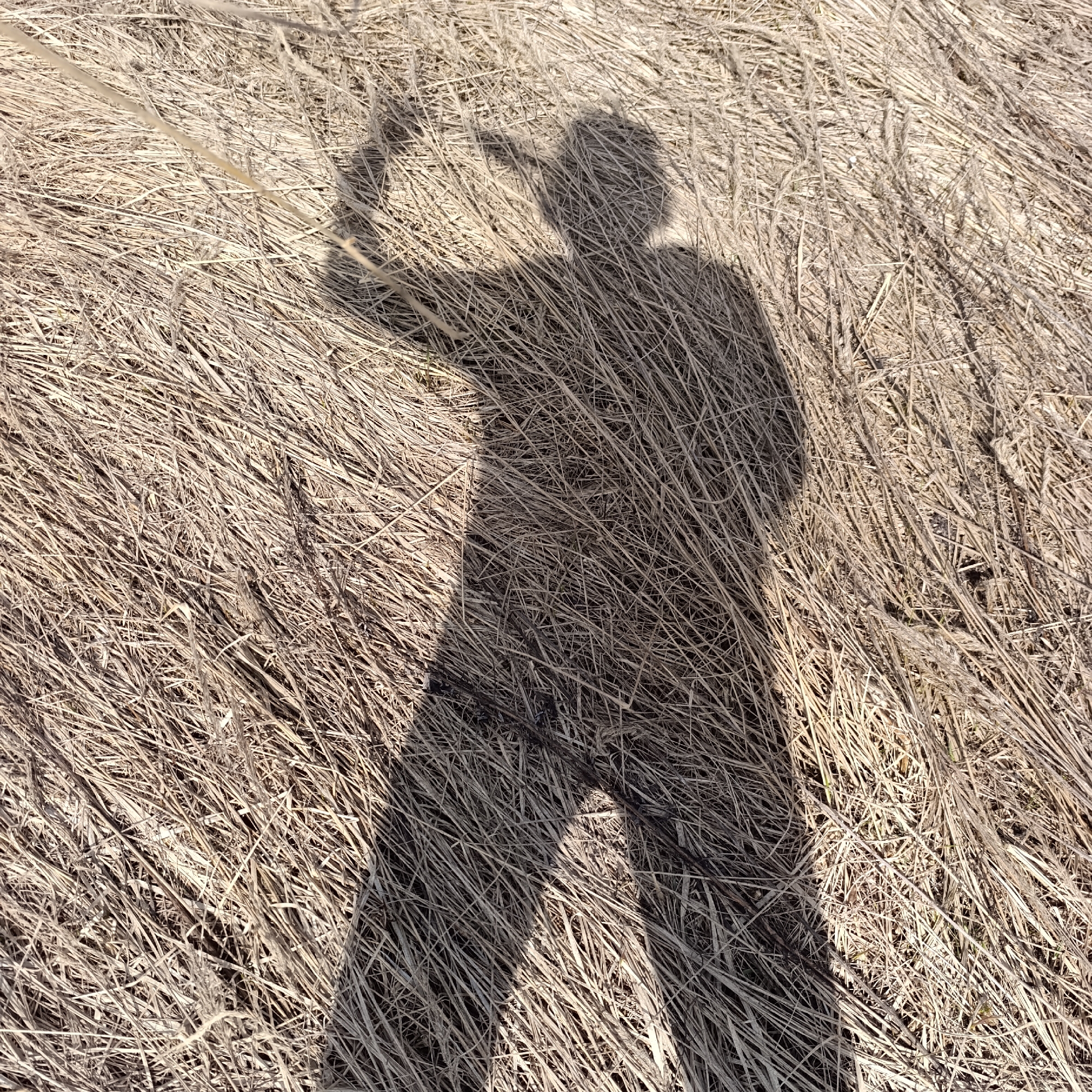 The image shows the shadow of a person standing in a field of dry grass. The person is holding something up in their right hand. The shadow is cast on a ground covered with dry, light-brown grass. No other information about the location or city is determinable from the image.
