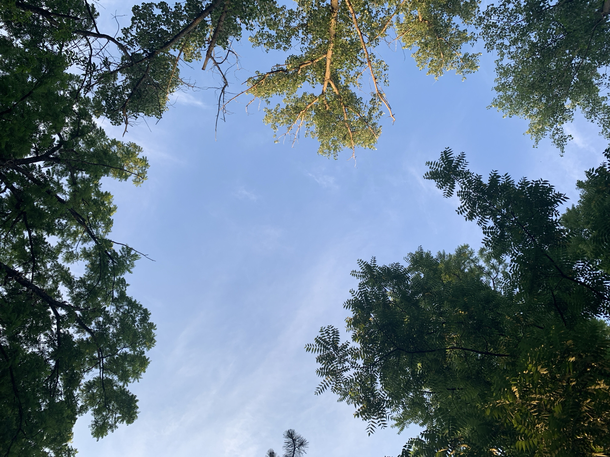 A low-angle shot looks up at the canopy of trees against a clear blue sky with wispy white clouds. The trees are a mix of green foliage and bare branches, with sunlight filtering through the leaves. The image is framed by the dark green leaves of trees at the top and left, with more trees visible on the right and bottom edges. The scene appears to be in a natural or park-like setting.