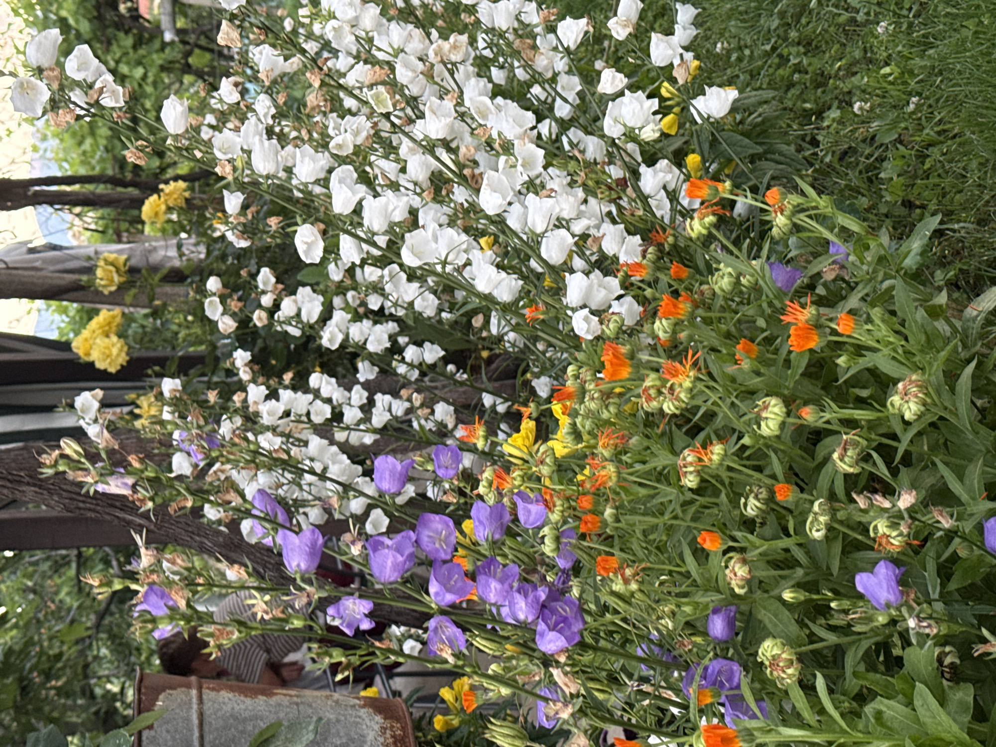 This image depicts a cultivated garden scene in Koprinka, Bulgaria. The foreground and midground are dominated by dense floral arrangements. On the left, numerous purple bell-shaped flowers bloom amidst green foliage, partially obscuring a rusty, corrugated metal container. To the right of the purple flowers and extending to the lower center, a collection of orange calendula-like flowers and buds is present. The right side of the image features a dense cluster of white bell-shaped flowers. In the blurred midground on the left, a person with short, dark hair, wearing a horizontal striped shirt, is partially visible behind the flowers and container, engaged in an indiscernible activity. The background reveals dark, vertical wooden structures, likely tree trunks or posts, along with several yellow flowers, possibly roses, in the upper-center. Faintly visible in the upper-center background is a light-colored draped fabric. A patch of green grass occupies the lower right corner of the frame. The scene is illuminated by natural daylight.