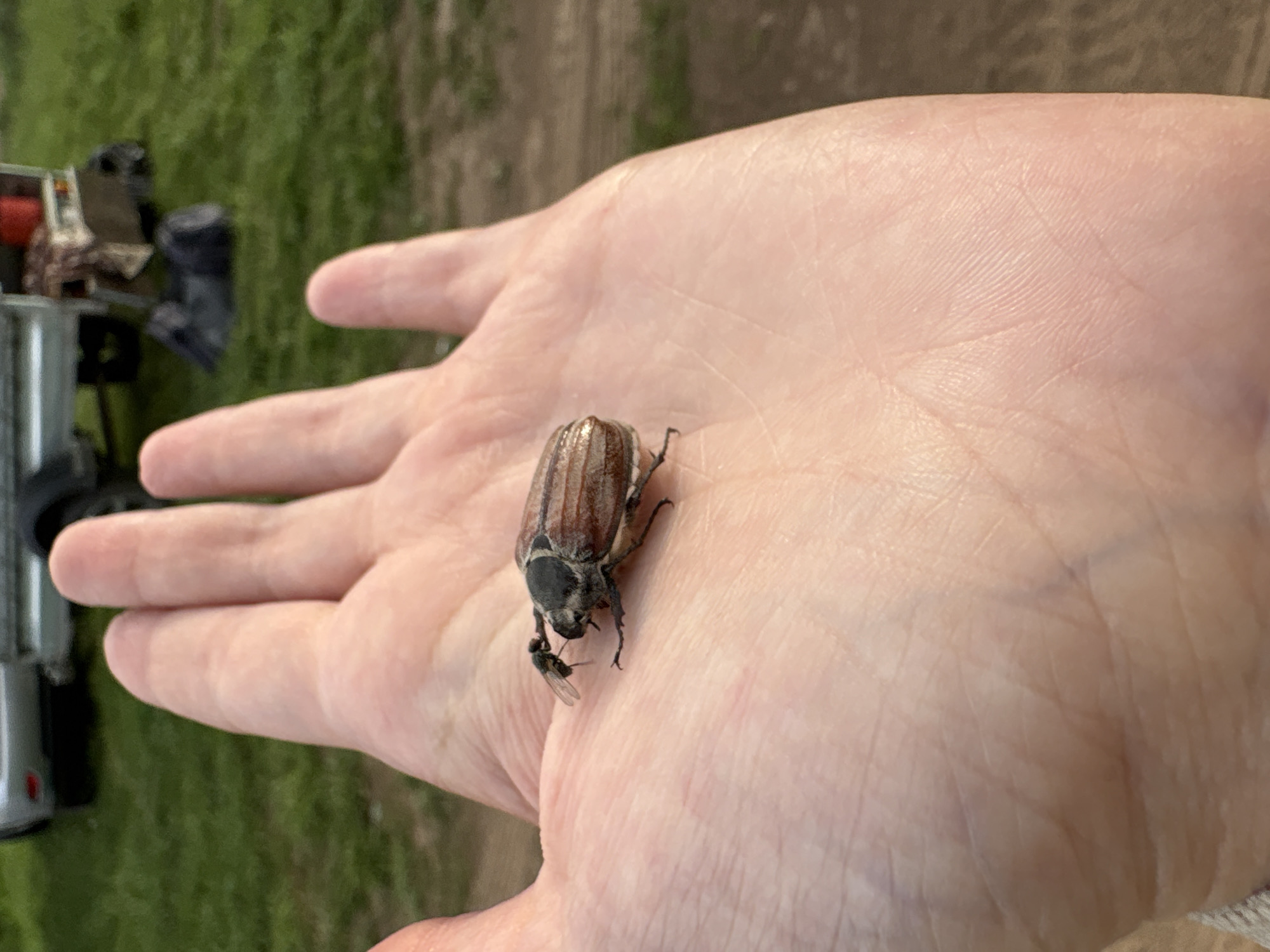 A human hand with light skin tone rests palm up, holding a brown and black beetle. A small fly is perched near the beetle's head. The background is blurred, but includes grass, dirt, and a silver and black vehicle. The image was not taken in Votkinsk, Russia.