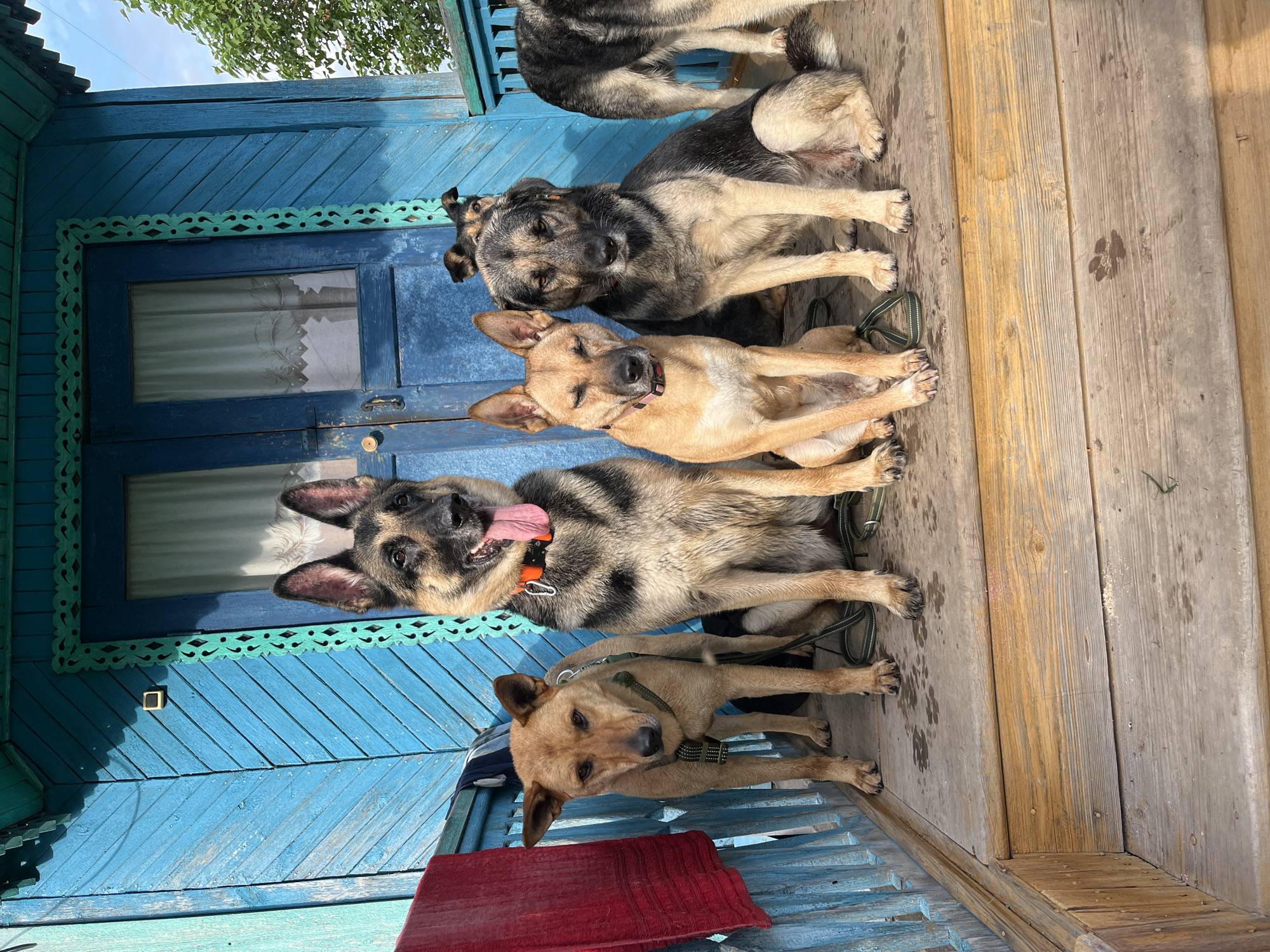 Five dogs are sitting on the wooden porch of a blue house. From left to right: a light brown dog, a German Shepherd, a tan dog, a gray and tan dog, and a dog with its back to the camera. The dogs are looking in various directions. The house has ornate trim painted green around the doors and windows. A red cloth is hanging on the left side of the porch. The ground is wooden planks with some paw prints. The background shows green trees and a blue sky. This scene is likely from a dacha, a common type of summer house or country cottage in Russia, possibly located in or near Nizhny Tagil, Russia.