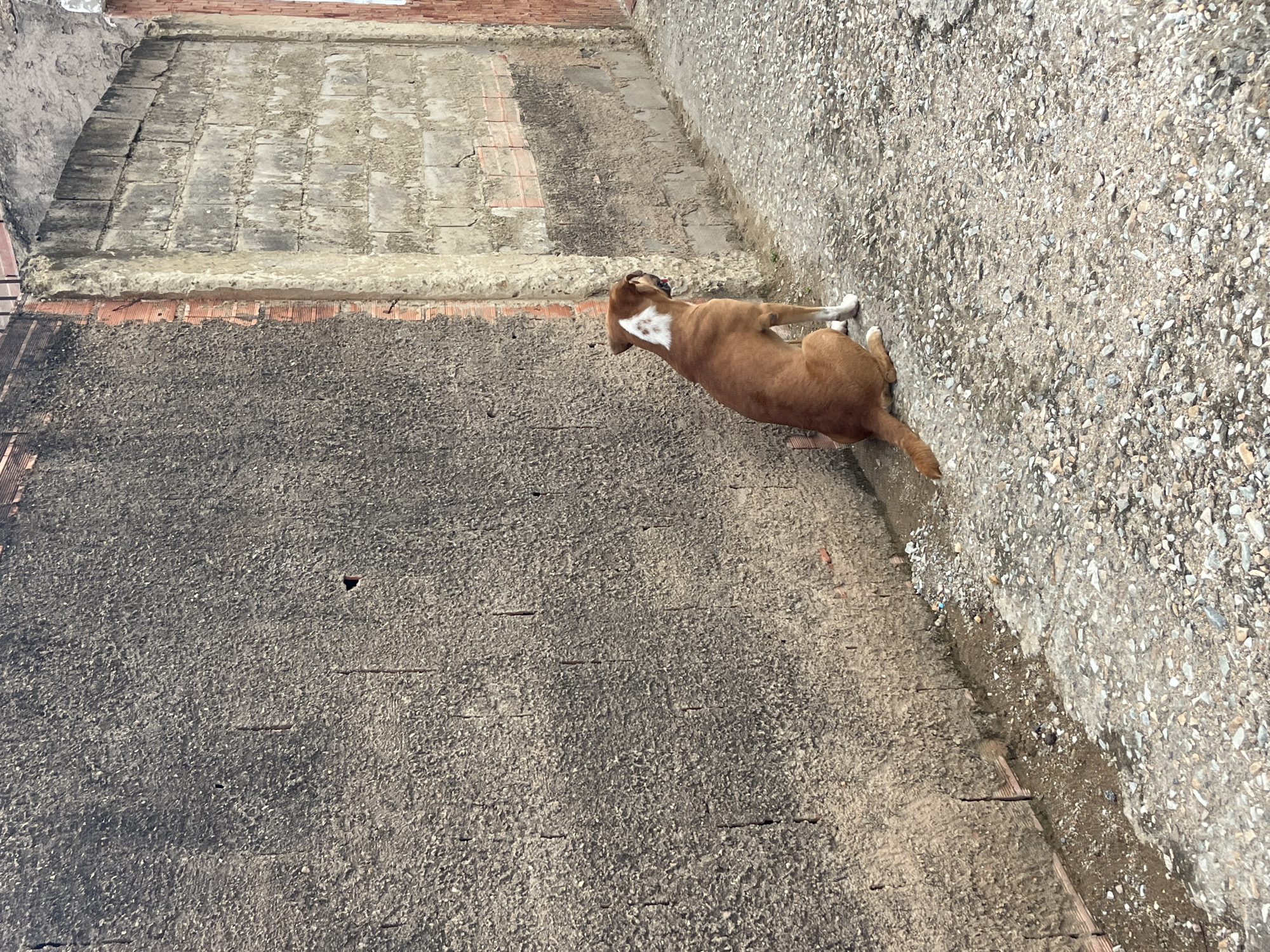 This media file captures an outdoor scene in Juan Griego, Venezuela, centered on a brown dog with distinctive white markings. The dog, likely a Boxer or a similar breed, is viewed from behind and slightly to its right, sitting or resting calmly on a light-colored, gravelly surface. It faces towards the left side of the frame, with white patches visible on its chest and paws.
The setting consists of various weathered architectural textures and ground surfaces. Immediately to the dog's right (when the image is oriented correctly), there is a rough, light grey wall or ground covered in small, light-colored stones or aggregate. To its left, the ground transitions to a darker, coarser texture, resembling aged concrete or asphalt, with subtle horizontal lines and small indentations. Further into the background, a rough, light-colored concrete ledge delineates another area. Beyond this ledge, an elevated section of old, worn concrete pavers or large tiles shows signs of age and deterioration, with underlying reddish-orange brickwork visible in places.
The scene is illuminated by bright natural daylight, suggesting a clear, sunny day. The overall atmosphere appears quiet and still. There is no visible text within the image.