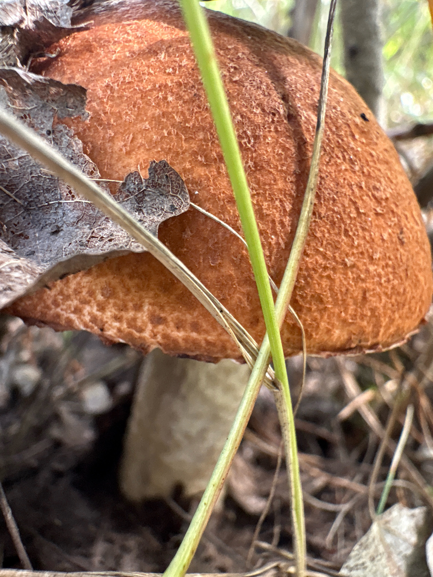 A close-up, slightly high-angle, natural light photograph shows a single mushroom with a vibrant orange-brown cap. The cap's surface has a slightly granular texture. Part of a dry, greyish-brown leaf is draped over the upper left side of the cap, with some of its intricate veining visible. Two thin, green blades of grass cross diagonally over the mushroom, obscuring a portion of its cap and stem. The mushroom's pale stem is visible beneath the cap. The background is out of focus, showing a blur of brown earth, dry leaves, and some lighter-colored vegetation, suggesting a forest floor environment. The location is described as Noviy, Russia, implying a natural setting such as a park, forest, or woodland. There are no people or animals depicted in the image, and no actions are taking place. The scene is static and focused on the mushroom and its immediate surroundings.