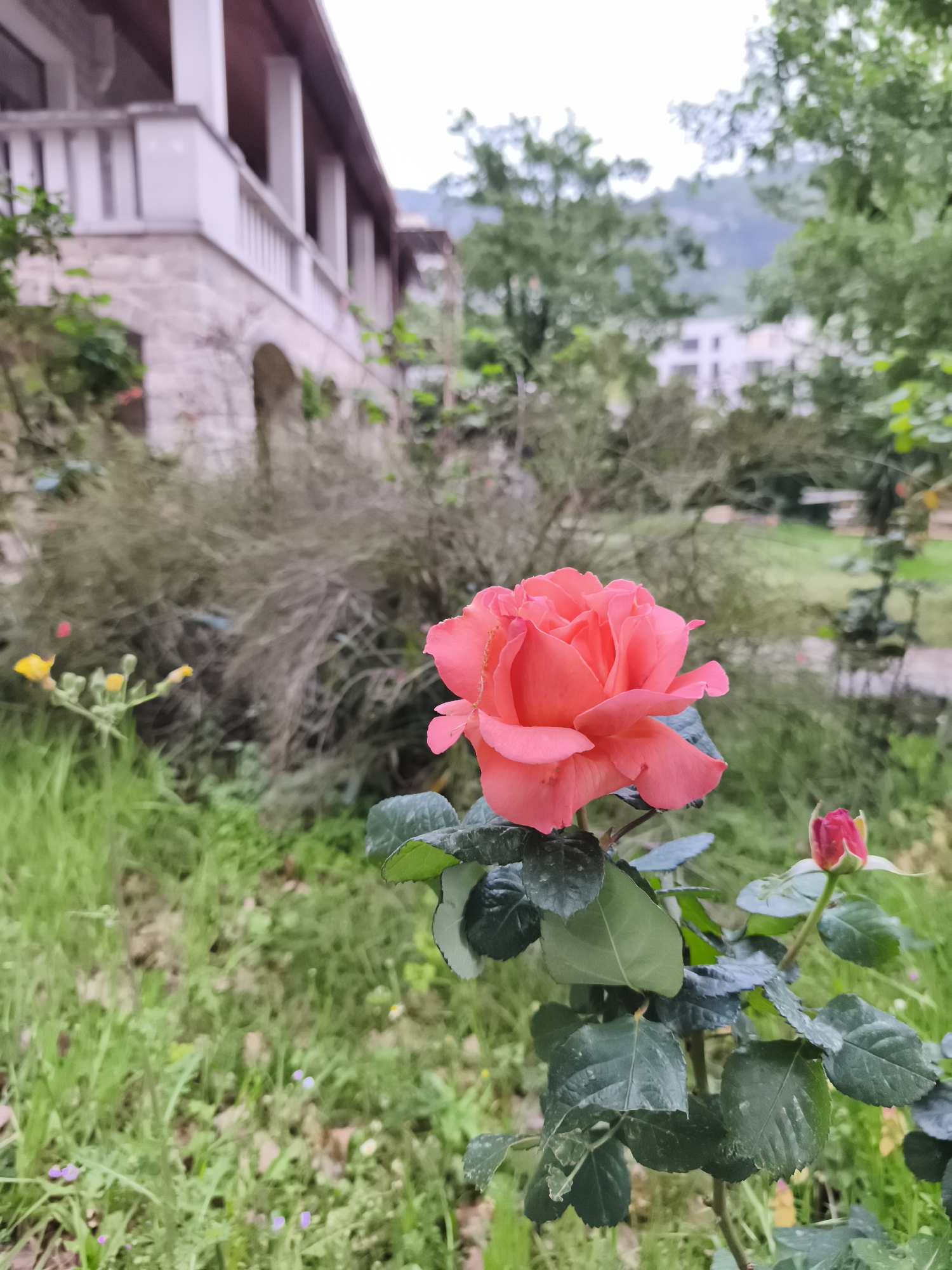 The media file features a vibrant coral-pink rose in full bloom, positioned prominently in the lower-right foreground. Its petals are clearly defined and display a beautiful gradient of color. Below the main rose, a smaller, deep pink rosebud is visible, just beginning to unfurl. The rose plant has dark green leaves, some showing a slight dusty texture.
The foreground consists of green grass interspersed with small purple and white wildflowers. In the midground, behind the main rose, there is a dense, blurred mass of brownish-green shrubbery or dry bushes. To the far left, a cluster of small yellow flowers adds a splash of contrasting color.
The background reveals a blurred stone building with a long, white balcony featuring balustrades and columns, topped by a reddish-brown roofline. This architectural style hints at the location. Beyond the building and trees, soft, blurred green mountains rise under an overcast or diffused sky. The overall scene depicts a serene garden environment in Budva, Montenegro. The lighting is soft and natural, suggesting an overcast day or a shaded area. There are no visible people or text, and no specific activity is taking place.