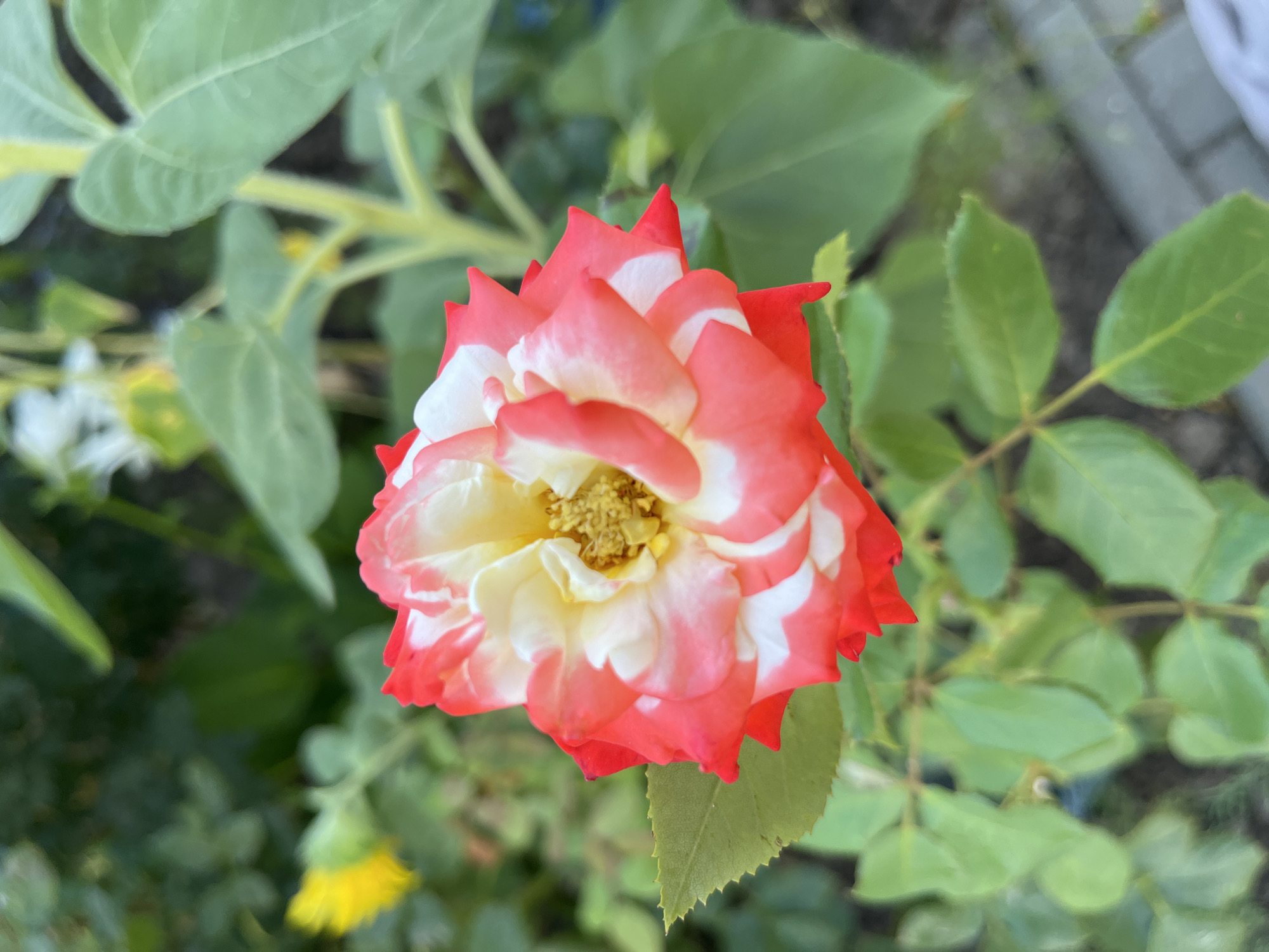 A close-up shot captures a bicolor rose with vibrant red and white petals, its center showcasing yellow stamens. The rose is positioned in the foreground, with its leaves and stem visible. In the background, blurred green foliage and a hint of a yellow flower suggest a garden setting. The ground appears to be a mix of soil and paving stones, indicating an urban environment. The image depicts a serene moment in nature, possibly in a park or residential area of Chornomorsk, Ukraine.