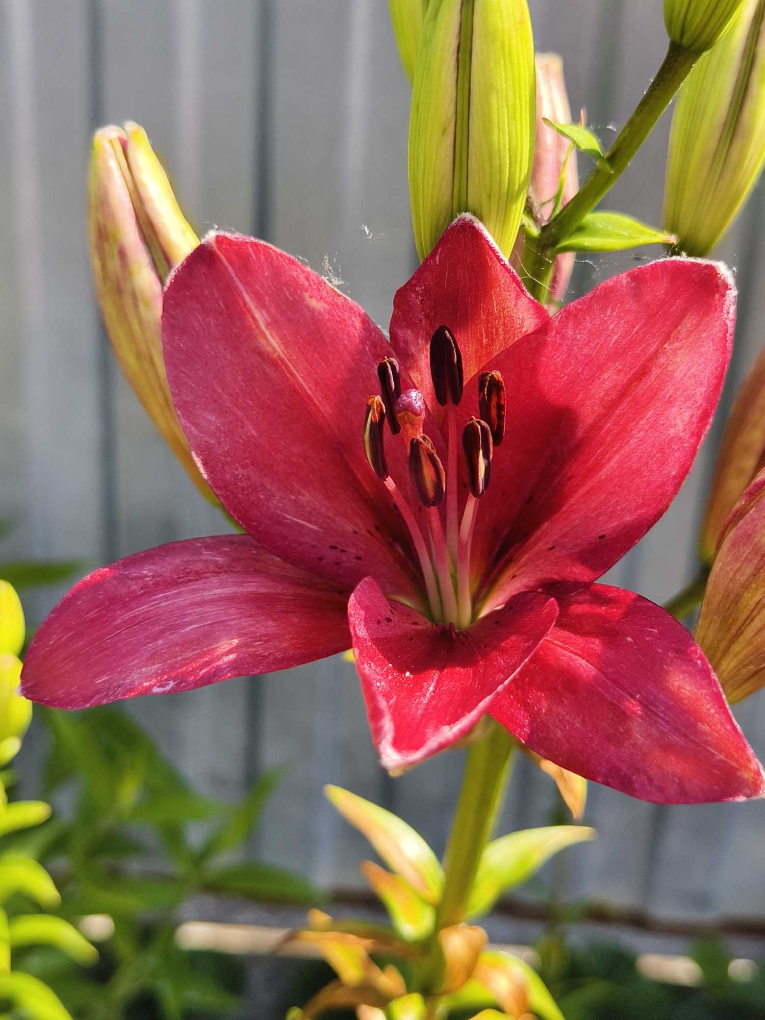 A close-up, vertical, eye-level shot captures a partially opened crimson lily in bloom. The lily's petals, velvety and vibrant, display subtle striations of lighter red and white. The flower's dark anthers, tipped with pollen, are prominently displayed in the center, supported by pale pink filaments. Surrounding the central bloom, several unopened lily buds, elongated and lime-green with pinkish hues, stand tall. Delicate strands of spiderweb are visible, clinging to the petals and stems, catching the sunlight. In the background, a muted, vertically paneled grey fence suggests an outdoor, urban setting, possibly in the city of Semiletka, Russia. Green foliage, slightly out of focus, frames the lower portion of the image, indicating a garden or park environment. The lighting is bright and direct, casting soft shadows and highlighting the textures of the flower. No people or animals are present.