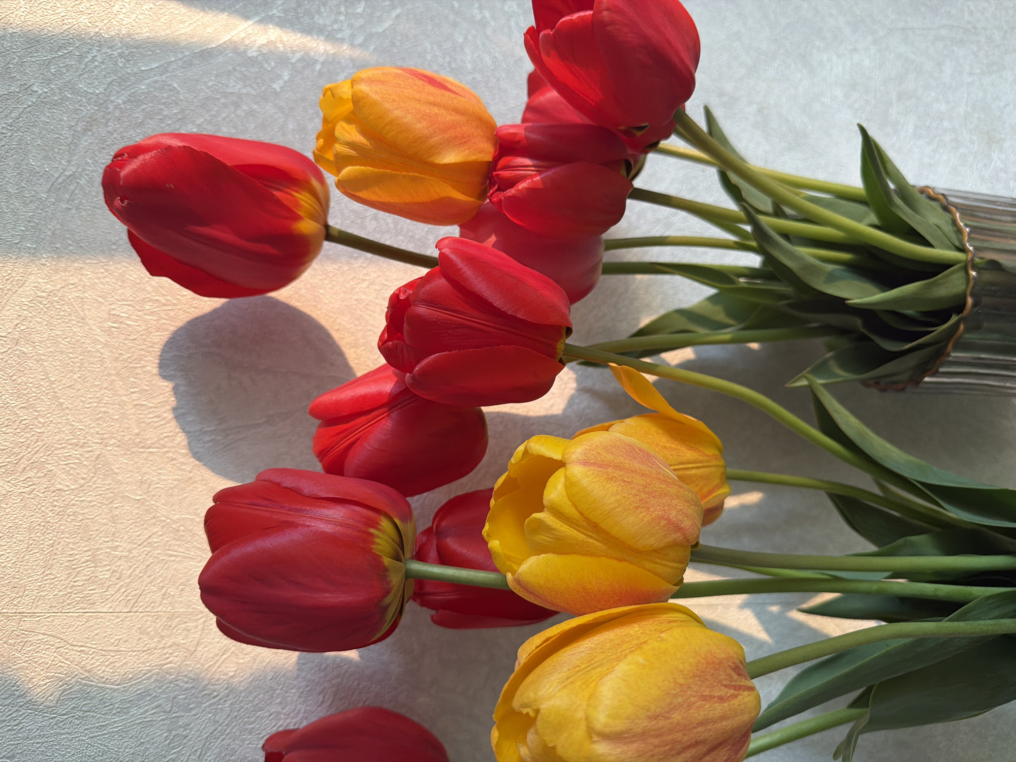 A close-up shot depicts a bouquet of red and yellow tulips lying on a textured white surface. The stems and green leaves are bundled together in a metallic container. Sunlight casts a warm glow and shadows on the surface, highlighting the texture of the surface and the details of the flowers.
Tokkari-Lend, Russia is not specified.