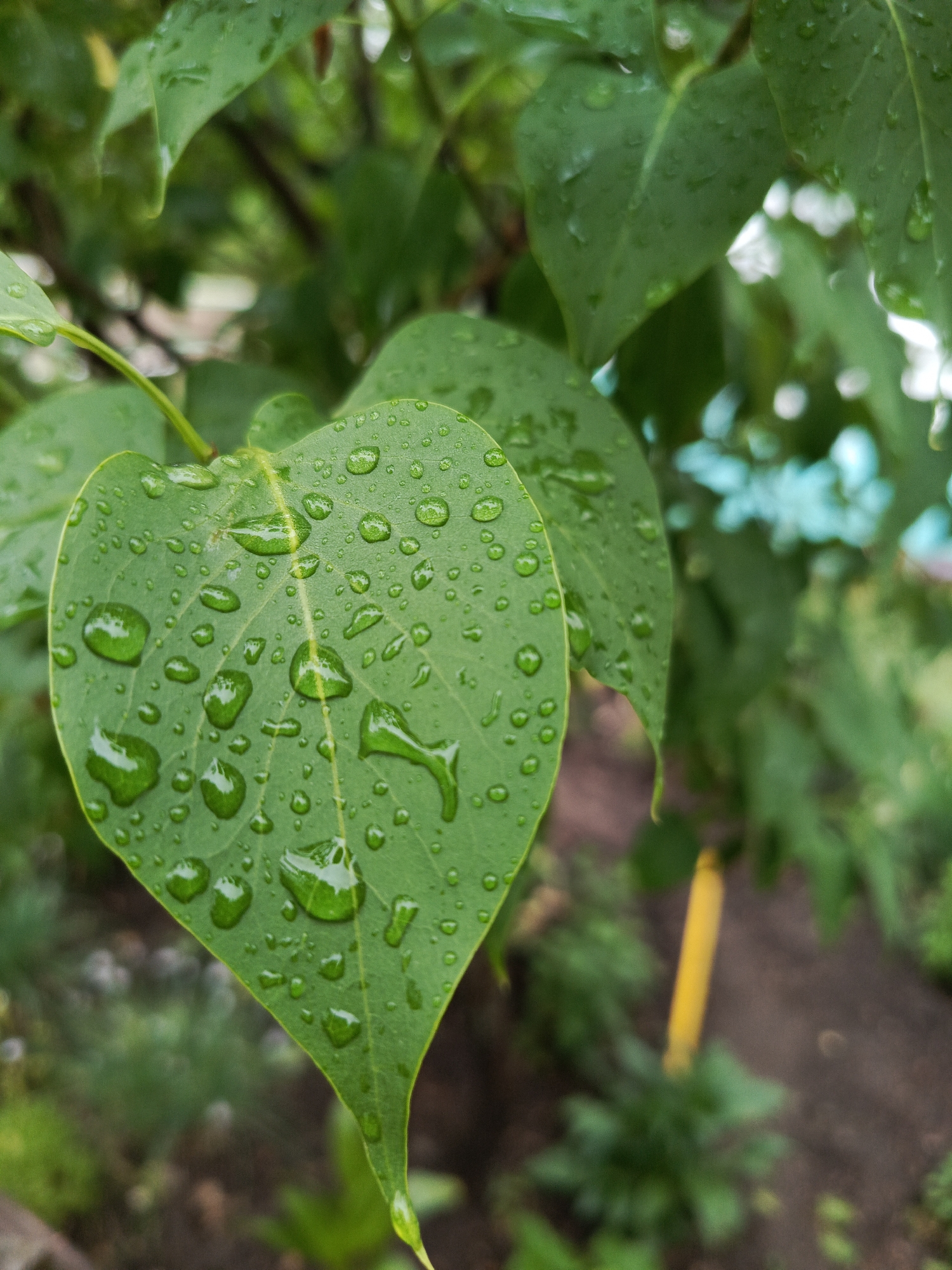 The image depicts a close-up view of several green leaves, likely from a tree or bush, covered in numerous water droplets. The leaves are the primary subject and fill much of the frame, with the largest leaf prominently positioned in the foreground and resembling a heart shape. The droplets vary in size, reflecting light and adding texture to the leaves. The background is blurred, showing other foliage and hinting at an outdoor environment with soil and greenery. The scene appears to be in a garden or natural setting. The location is identified as Chaikovsky, Russia, but there are no specific details in the image to confirm this information independently. The image does not contain people or any evident actions or interactions. The focus is on the natural environment and the effect of water on plant life.