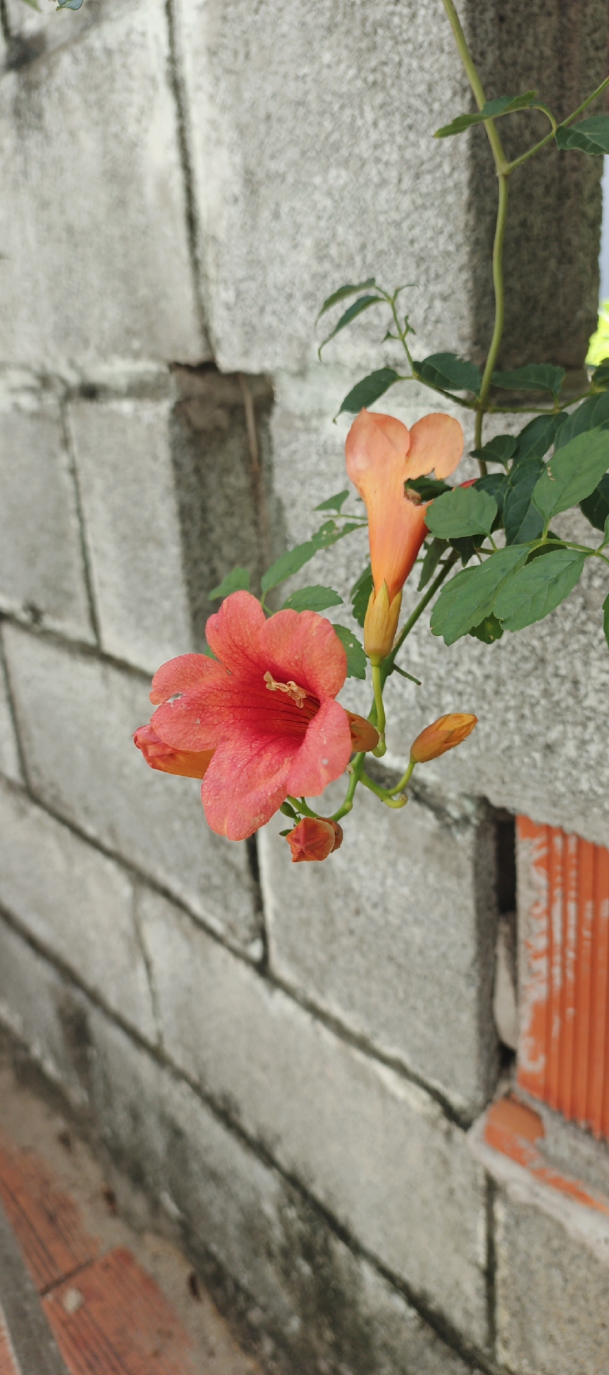 In Phu Thuy Ward, Vietnam, a close-up, vertical shot captures two trumpet-shaped flowers in bloom, one a vibrant coral-red and the other a softer orange, against a textured, light grey brick wall. The coral-red flower is in the foreground, its petals slightly unfurled, revealing a yellow stamen at its center. Below and to the right of the main flower, a small, unopened bud is visible, also in a reddish-orange hue. The orange flower is positioned slightly behind and above the red one, its trumpet shape more distinctly visible, with hints of green leaves and a thin vine intertwining around it. The brick wall, composed of rectangular blocks, displays variations in color and texture, with some areas appearing weathered. To the right of the wall, a section of orange corrugated material is partially visible. The overall lighting suggests an outdoor, daytime setting.