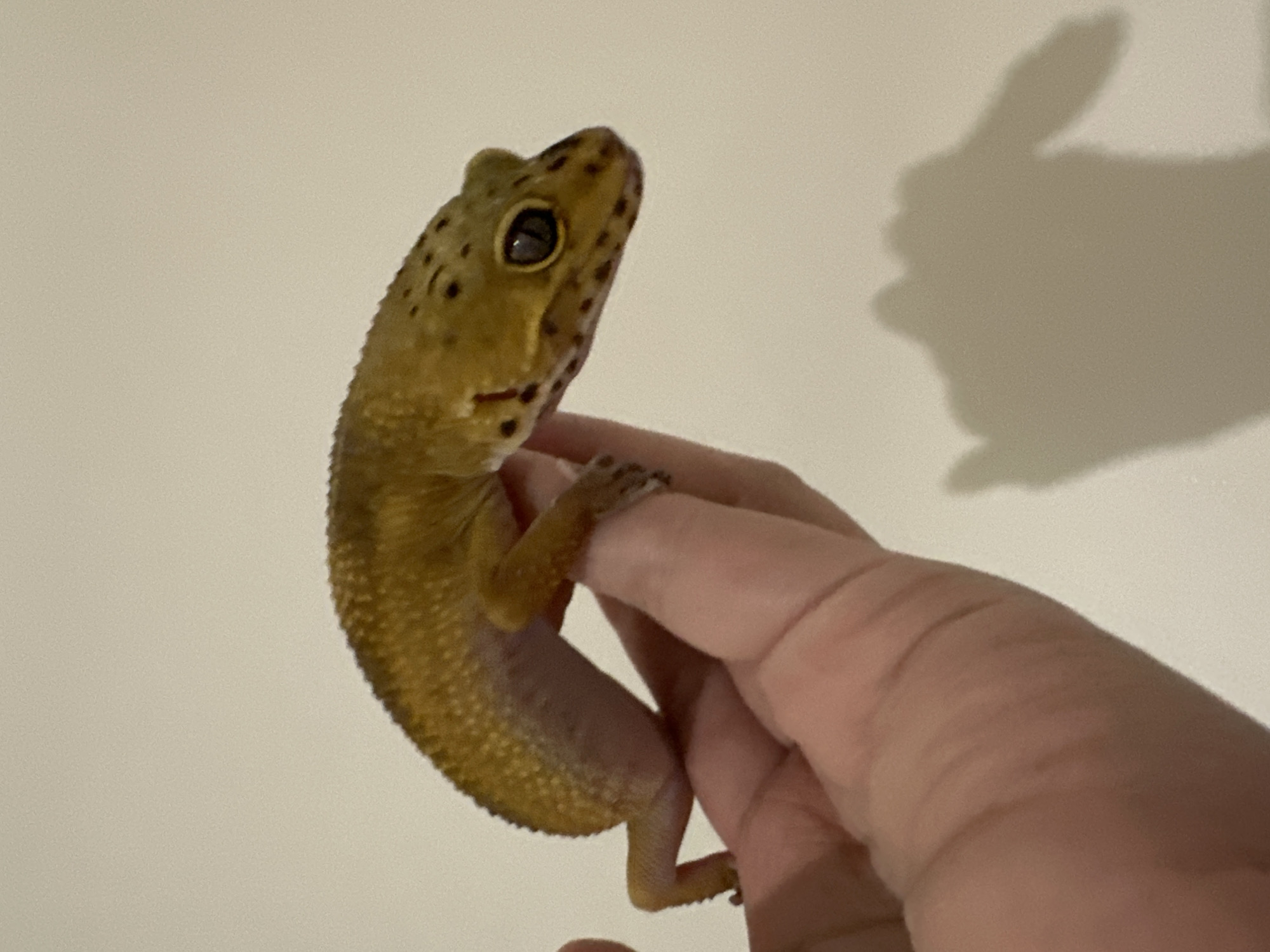 This image captures a close-up, indoor scene in what is contextually identified as Moscow, Russia. The primary subject is a leopard gecko (Eublepharis macularius), approximately 15-20 cm in length, held horizontally by a human hand against a plain, light-colored background.
The gecko exhibits a robust, tan to yellowish body with irregular darker brown to black spots and speckles concentrated on its dorsal side and head. Its skin texture appears granular. The eyes are prominent, dark, and set laterally on a flattened head. The gecko's front left leg is visible, resting on the thumb of the hand, while its hind legs are partially visible, with the left hind leg also making contact with the hand. Its underside is a lighter, paler hue compared to its dorsal surface.
The human hand, appearing to be an adult's, is positioned with the palm facing upwards, cupping the gecko gently. The skin tone of the hand is fair, with visible creases and folds on the fingers and palm. The gecko's body extends across the palm and fingers, with its head facing right, slightly elevated and looking forward.
A distinct, dark shadow of the hand and gecko is cast onto the light background, suggesting a single light source from the upper left. The background wall is uniform and lacks any discernible features or textures other than the shadow.