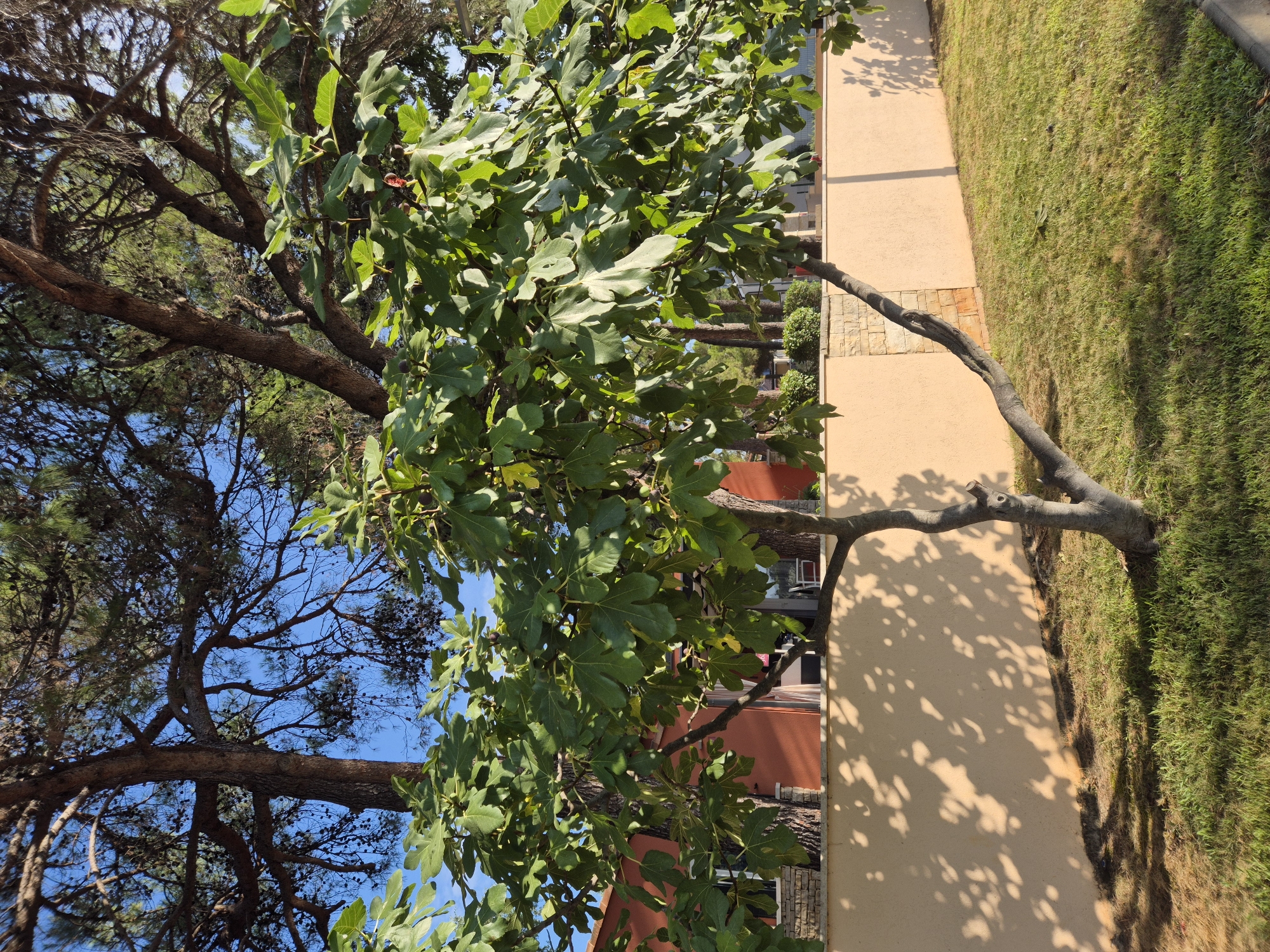 A fig tree with large, lobed green leaves and several dark fruits stands in the foreground. Its trunk splits into two main branches, one of which extends to the right. Behind the fig tree, a light peach-colored wall runs horizontally across the frame, casting dappled shadows from the tree's leaves onto its surface. Behind the wall, parts of a building with an orange facade and stone accents are visible. In the background, the canopy of a large pine tree with dark needles and cones stretches across the top of the image, silhouetted against a bright blue sky. The scene appears to be a sunny day in a garden setting, possibly in the city of Umag, Croatia.