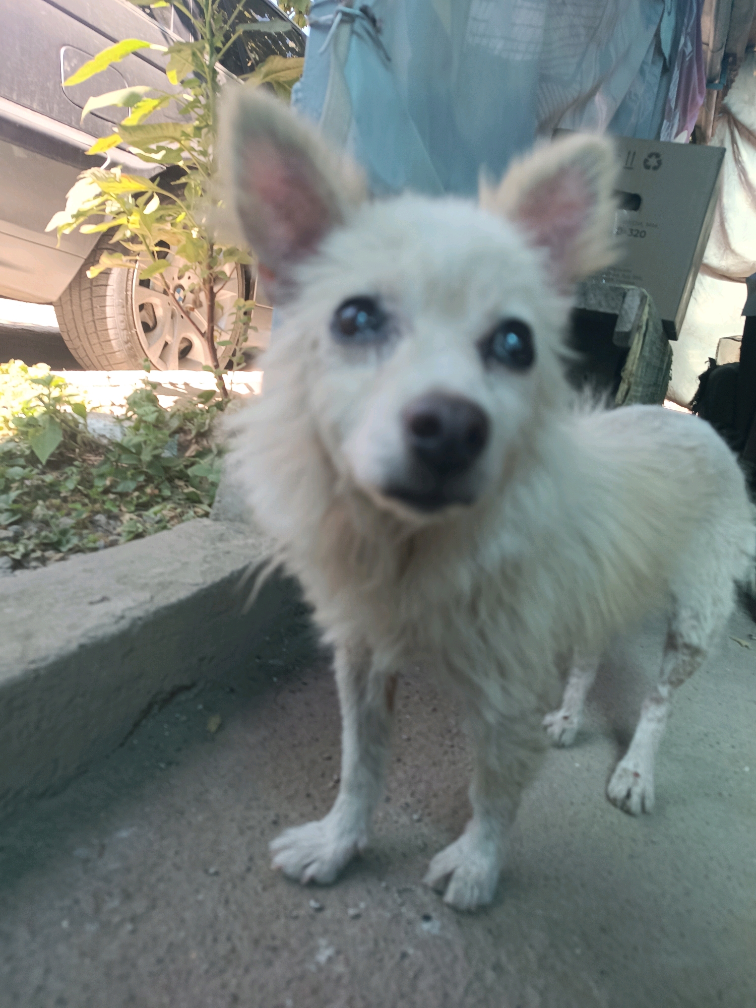 A small, fluffy white dog stands on a concrete path in Vypasne, Ukraine. The dog is facing the camera with its ears perked up and its dark eyes looking forward. Its fur appears slightly damp and disheveled. Behind the dog, a black car is partially visible, with its rear tire and part of the wheel arch showing. To the left of the car, a small green plant with broad leaves grows. In the background, a large cardboard box with some markings, possibly a logo and numbers, is leaning against a wooden structure. A light blue tarp or fabric is draped over something to the right of the box. The ground is a mixture of concrete and dirt, with some small stones and debris scattered around. The overall scene suggests an outdoor setting, possibly a yard or a roadside.