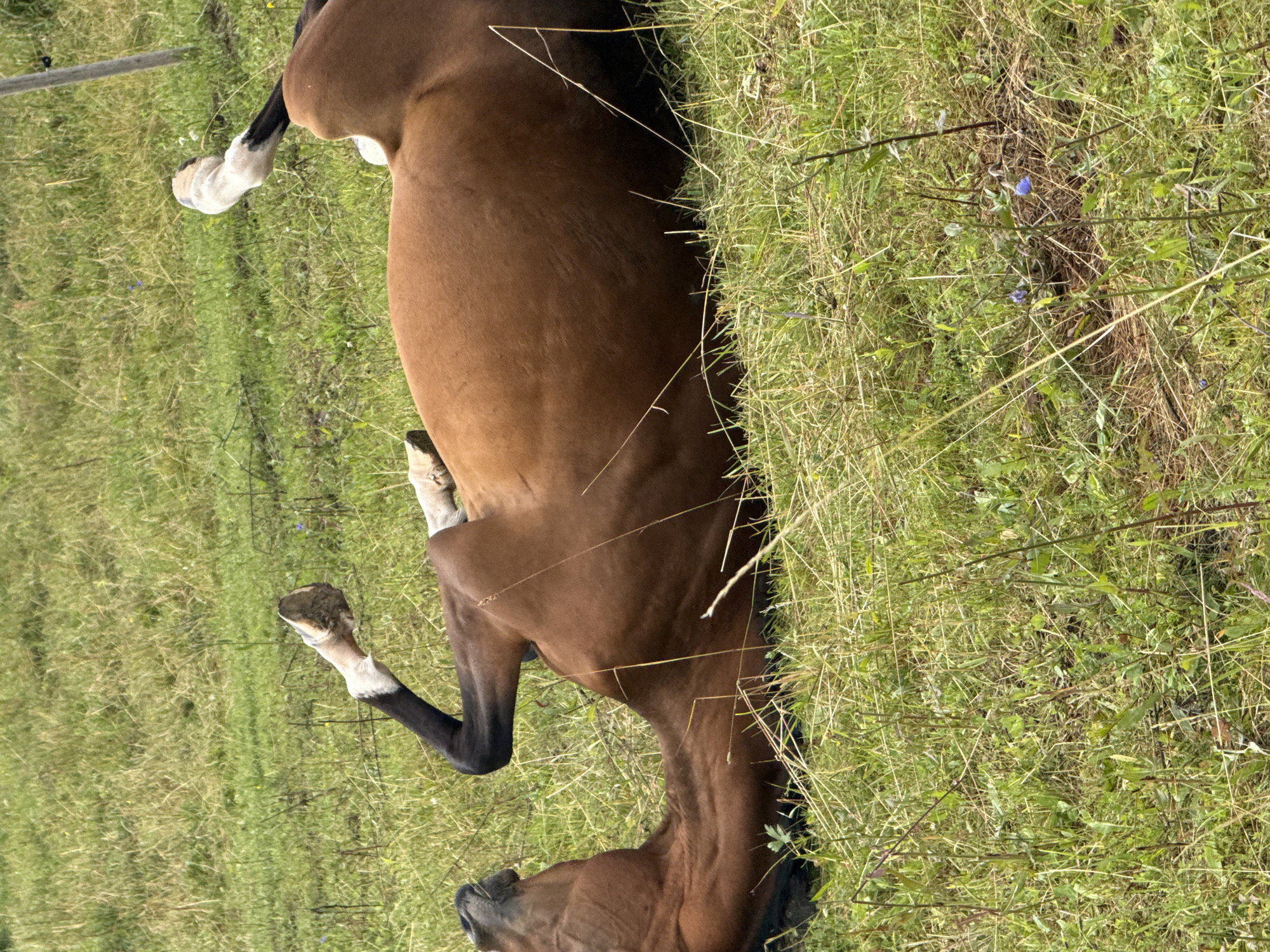 A brown horse is lying on its back in a grassy field. Its legs are in the air, and its head is tilted back. The horse appears to be enjoying itself, rolling in the grass. The field is green and lush, with some wildflowers scattered throughout. The sky is overcast, but the light is soft and diffused. The scene is peaceful and idyllic. The location is Galinė, Lithuania.