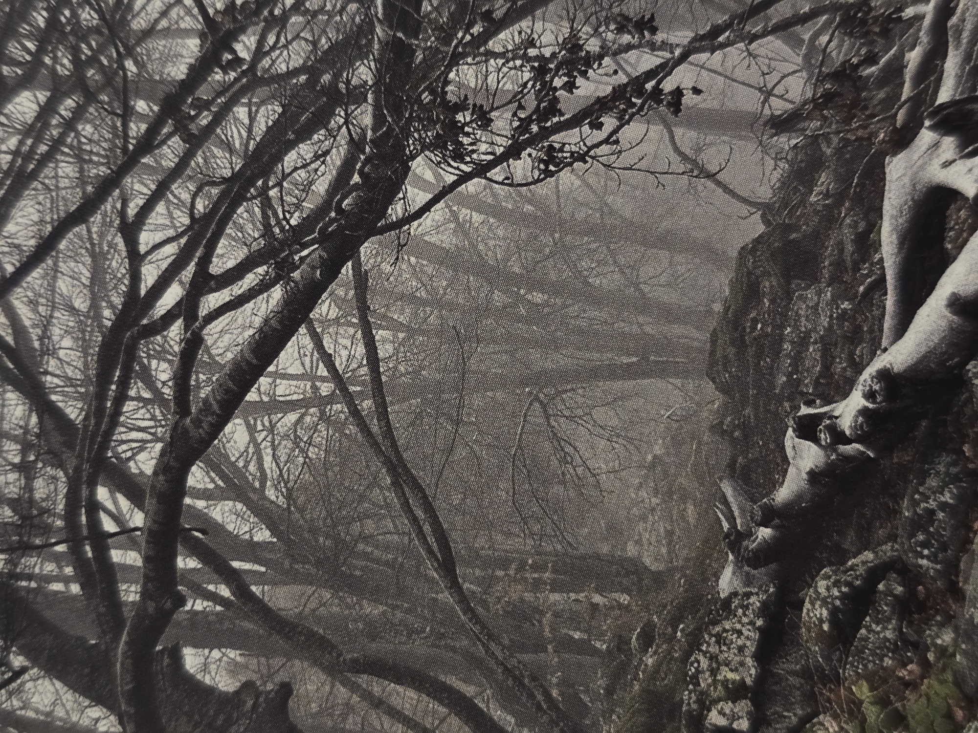 The image presents a grayscale view of a forest or wooded area, possibly near a rocky outcrop. A dense network of bare tree branches fills much of the frame, suggesting a winter or autumn scene. The right side features a rock face with gnarled roots and vegetation. A hazy or foggy atmosphere obscures the background, creating a sense of depth and mystery. There are no visible people or animals. The overall tone is somber and somewhat desolate. This image could be the Boryana or Dragalevtsi forest areas in Sofia, Bulgaria. These areas consist of forests near rock faces.