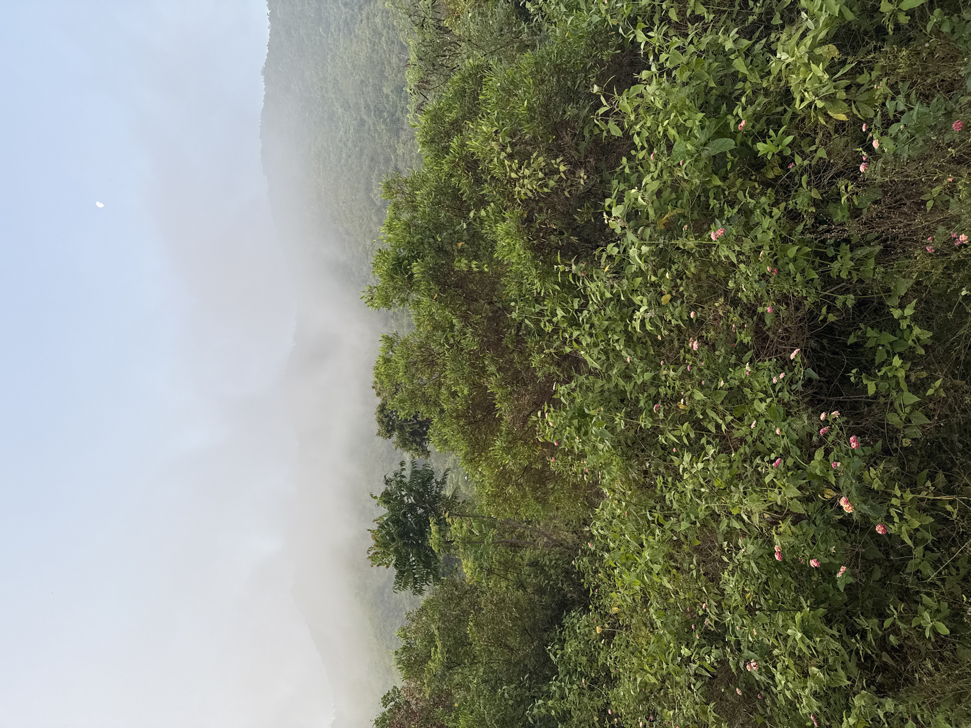 The image captures a foggy, mountainous landscape within the Bac Natural Heritage Area in Trang, Vietnam. Dense vegetation dominates the foreground and extends up the right side of the frame, featuring green foliage interspersed with small pink flowers. Further to the left, trees ascend the mountain, partially obscured by heavy fog that fills the valley. In the upper left, a faint crescent moon is visible in the sky.