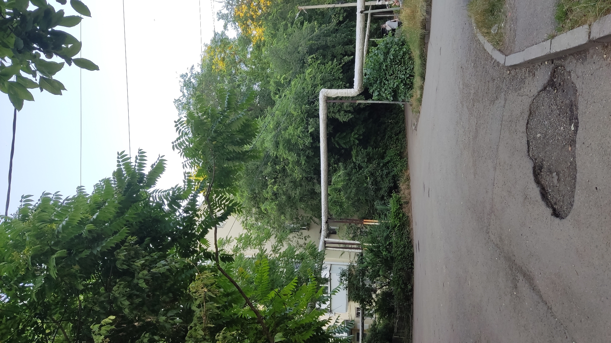 The image depicts an outdoor scene, likely a residential area in Krasnodar, Russia, given the context. The perspective is from a slightly elevated position, looking down onto a paved road with a prominent pothole. Lush green trees and foliage dominate the left and central portions of the frame, obscuring much of a pale yellow building. Above the trees, telephone wires are visible against a bright, clear sky, suggesting daytime.
The road is asphalt and appears worn, with the large pothole being a significant detail. On the right side of the road, there is a sidewalk and a strip of grass. A section of white-painted pipes, likely part of an external utility system, runs horizontally across the middle of the image, supported by vertical poles. These pipes are insulated and appear to be a prominent feature of the urban landscape. In the distance, near the pipes and some dense bushes, a few people can be seen, though they are small and indistinct. One person appears to be wearing dark clothing and standing near a white structure. The overall impression is one of a typical urban environment on a clear day, with an emphasis on the natural elements of trees and the man-made features of pipes and the road. There is no visible text in the image.