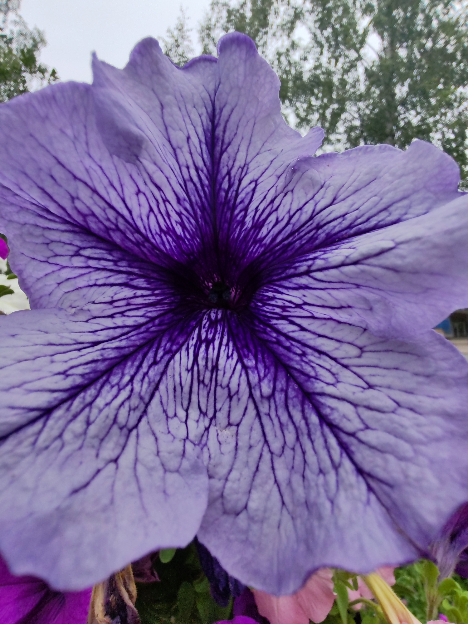 A close-up macro shot captures a vibrant purple petunia flower, its petals unfurling to reveal a dark, almost black center. The delicate veins of the petals are sharply defined, creating a striking contrast against the lighter lavender hue. The background is softly blurred, showing glimpses of green foliage and the overcast sky of Syktyvkar, Russia. The focus is entirely on the intricate details of the flower.