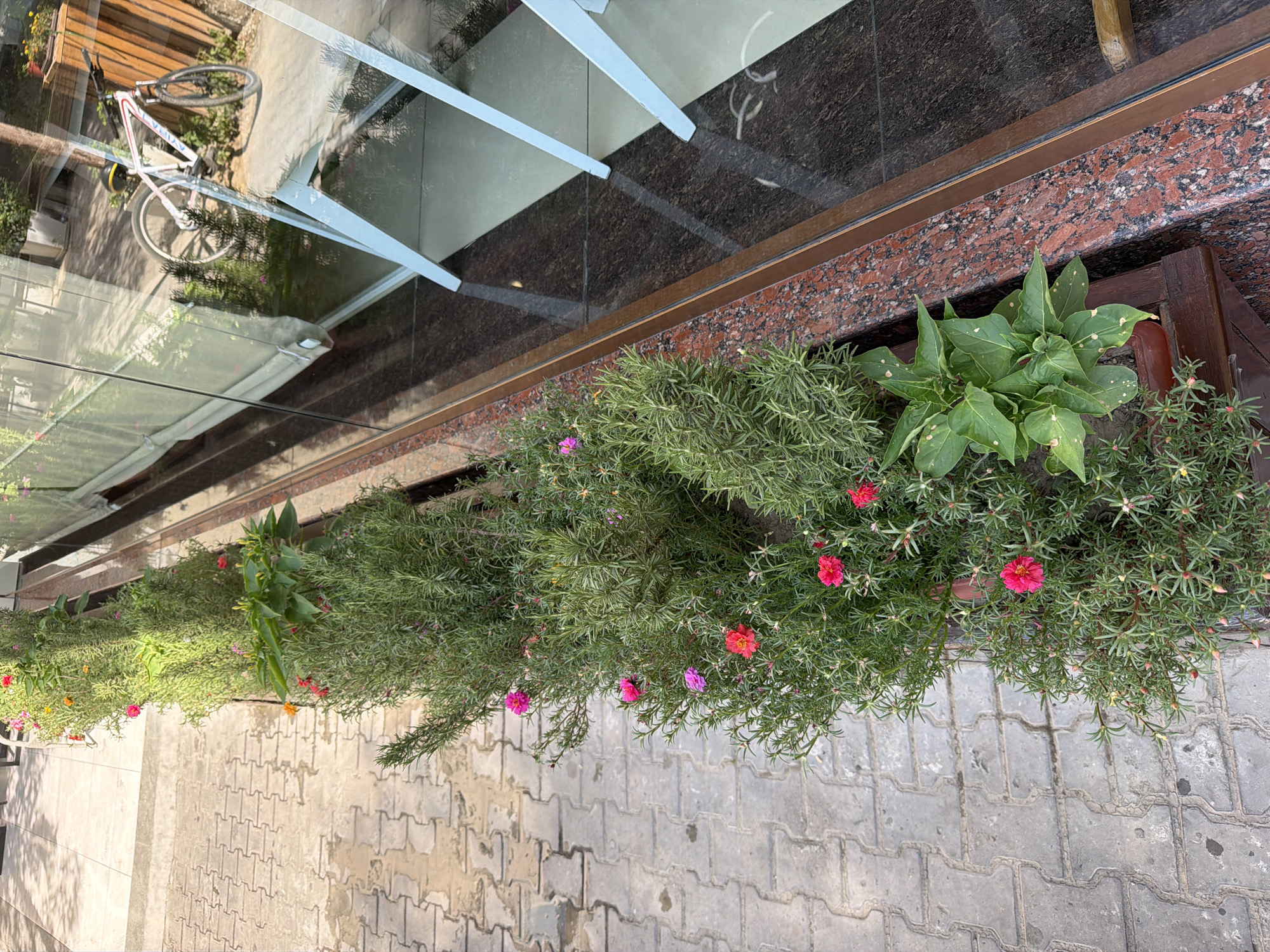 A high-angle medium shot captures a section of a street in Tashkent, Uzbekistan. The foreground is dominated by a planter box overflowing with lush green foliage and small, vibrant pink and red flowers. The planter box itself is made of dark wood and is bordered by a reddish-brown granite-like material. Adjacent to the planter is a paved walkway constructed from interlocking gray concrete pavers.
Beyond the planter box, a large glass window reflects the interior of a building and the exterior environment. Visible in the reflection is a white bicycle with red accents leaning against a wooden structure. Further into the reflection, a white chair with light blue legs stands near the window. The walkway extends into the background, with sunlight casting shadows from an unseen object. The overall scene depicts an urban streetscape with elements of greenery and commercial architecture.