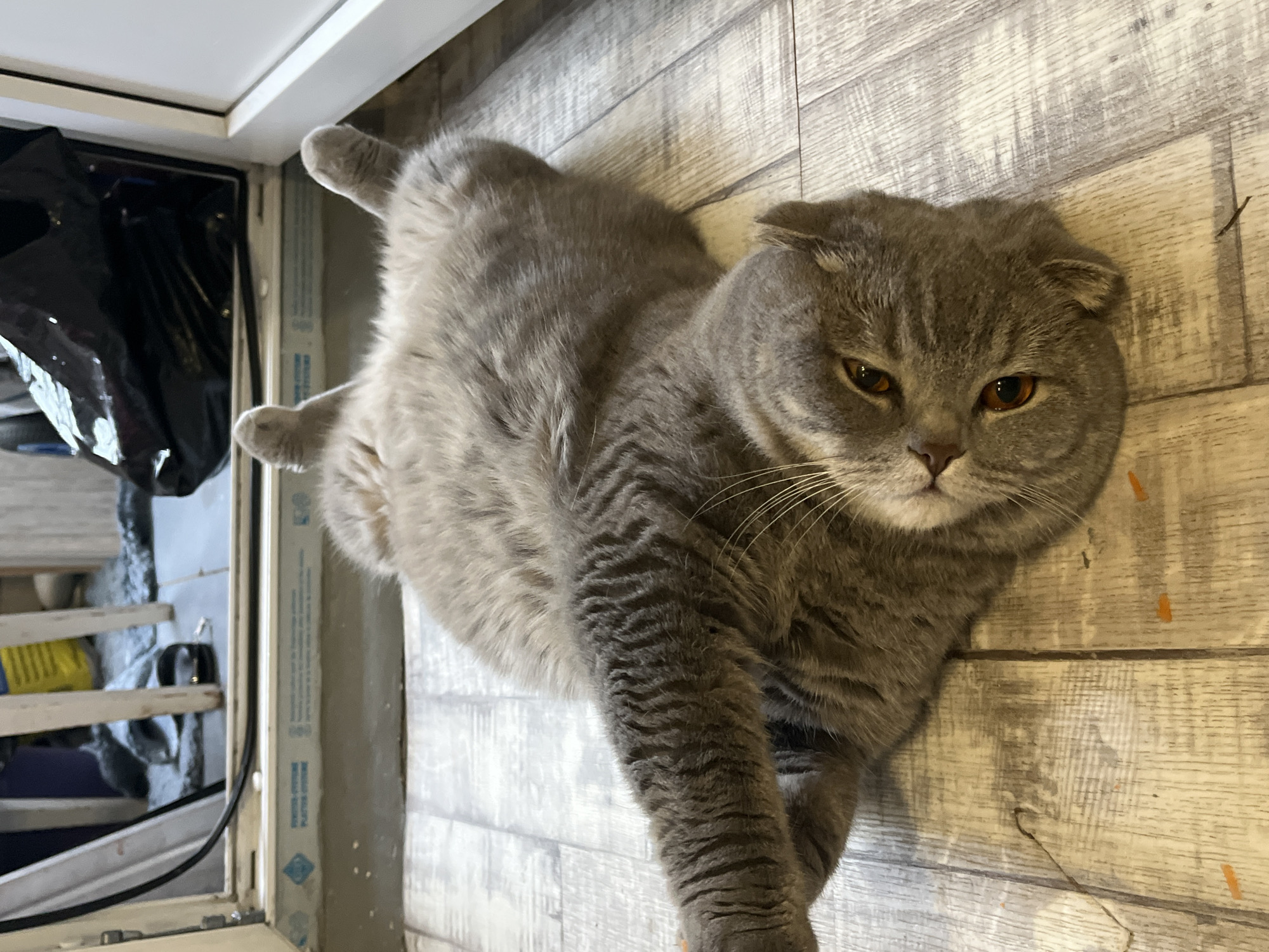 A gray Scottish Fold cat lies on a light gray, wood-patterned floor. The cat is positioned diagonally in the frame, with its head towards the right and its body extending to the left. The cat's right front paw is extended towards the bottom of the image. A window is visible in the upper-left corner of the frame, with various objects visible through the window. The location is not identifiable within Chaikovsky, Russia from the image alone.