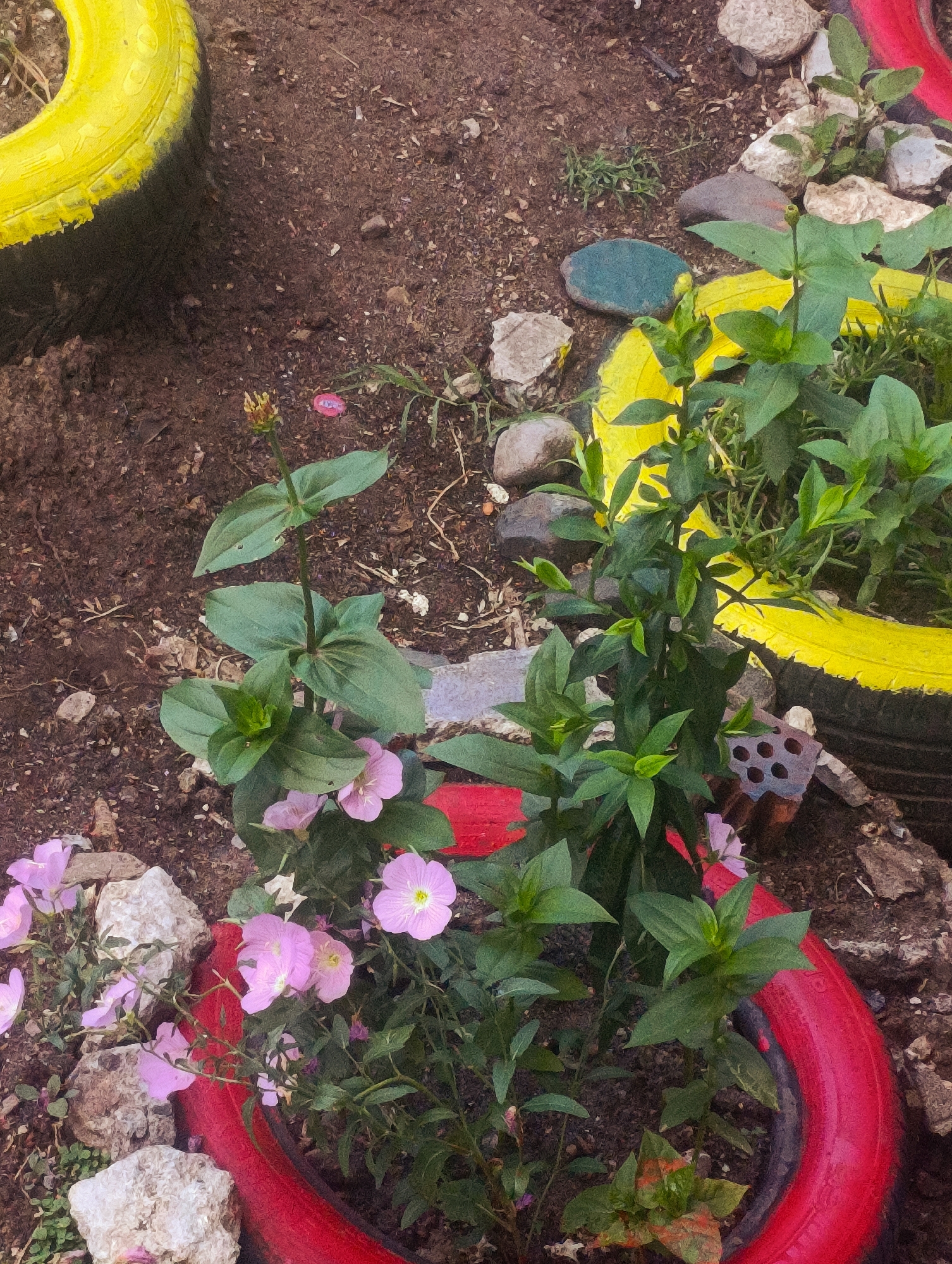 The image depicts a close-up view of a garden bed constructed from painted car tires. The tires are brightly colored, with one section painted yellow and another red. The garden bed is filled with soil and contains several plants, including flowering plants with pink and white blossoms. There are also rocks and debris scattered around the garden bed, suggesting an outdoor, possibly urban, environment. The lighting suggests it is daytime, with shadows cast by the plants and tires. No people are visible in the image. The location is specified as Kardzhali, Bulgaria.