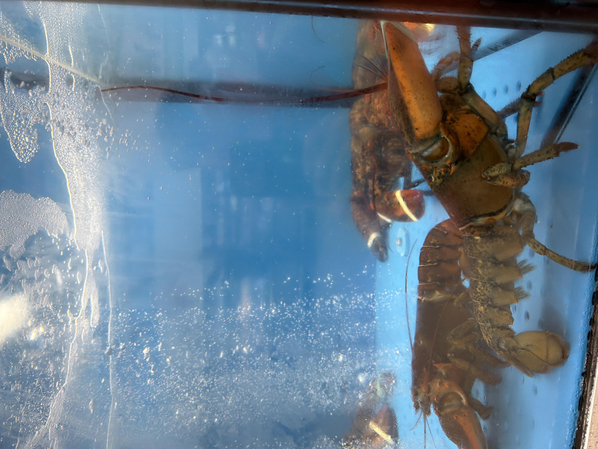 The image displays a close-up, slightly rotated view of live lobsters in a clear glass or acrylic tank. The tank is filled with water, and a significant amount of small air bubbles adheres to the inner left surface, suggesting an aeration system is in operation. The background behind the water is a plain, light blue color.
At least two lobsters are clearly visible. In the upper right quadrant, a large lobster is positioned vertically, facing left. Its prominent orange-brown claw, body, and several legs are distinct. Another lobster is visible in the lower right, also oriented vertically but facing upwards, with its tail and parts of its body and legs visible. Other parts of lobsters, possibly reflections or additional individuals, are dimly seen in the background. The lobsters appear to be stationary or moving slowly within the confines of the tank.
The setting is an indoor environment, likely a seafood market, restaurant, or similar establishment where live crustaceans are kept for display or sale. There is a dark-colored frame or edge visible along the top and right side of the tank. No human subjects or discernible activities beyond the presence of the lobsters are depicted. The lighting is bright, illuminating the lobsters and the water. No visible text is present in the image.