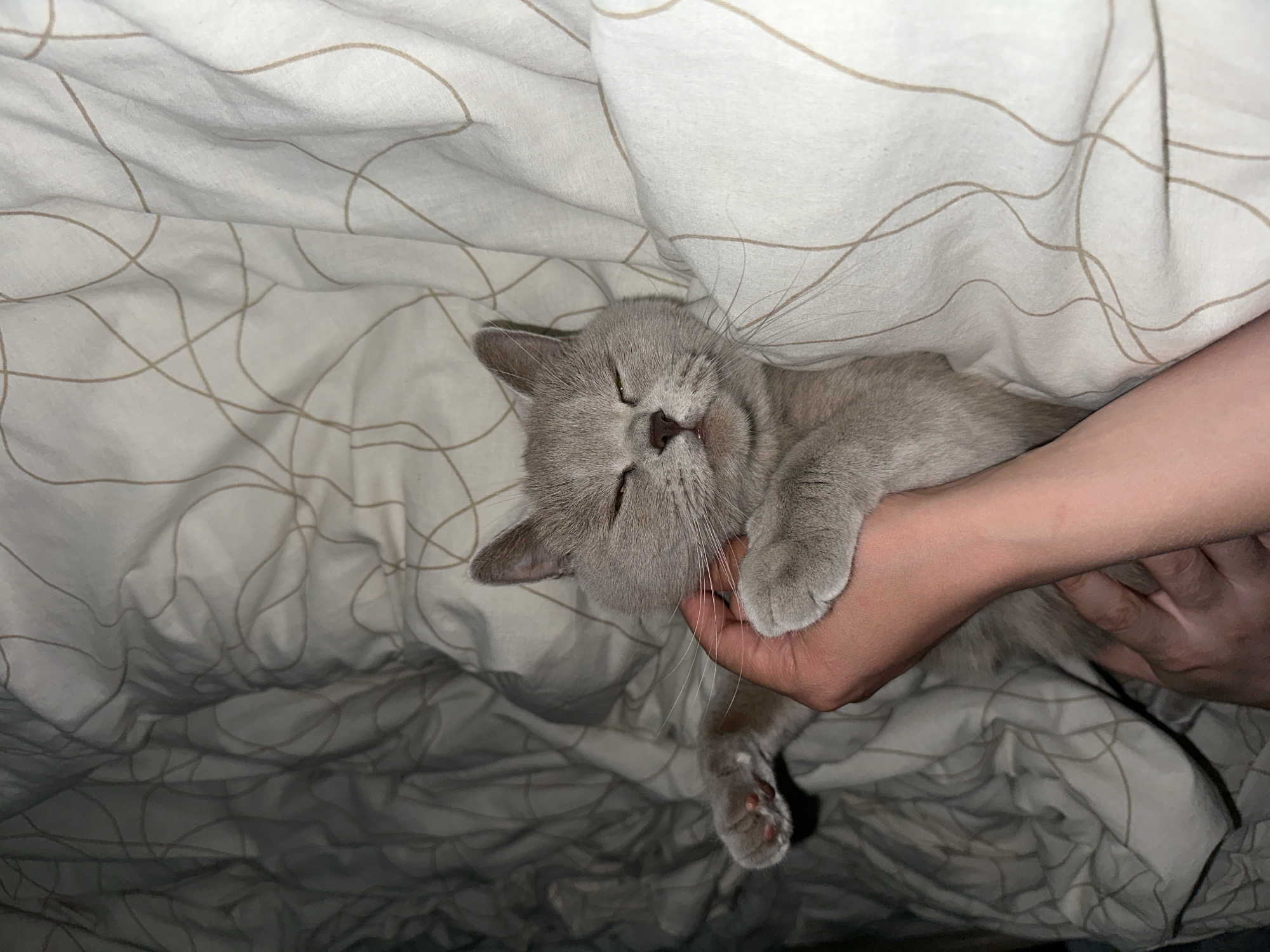 A grey cat lies on its back on a bed, being petted by a person. The cat's eyes are closed and its paws are in the air. The bed sheets are white with a light brown linear pattern. The scene takes place indoors, likely a bedroom. There is no visible information to determine the location within Ternopil, Ukraine.