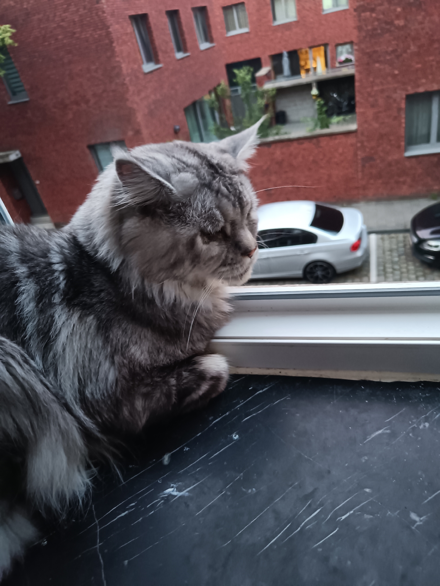 A medium-angle shot shows a grey and black Maine Coon cat perched on a black window sill inside a building. The cat is gazing out of the window towards the street.
Through the window, several buildings are visible, made of red brick, as well as a green bush. Two cars are parked on the street: a silver BMW and a dark-colored car. The location is Leuven, Belgium, based on the style of architecture.