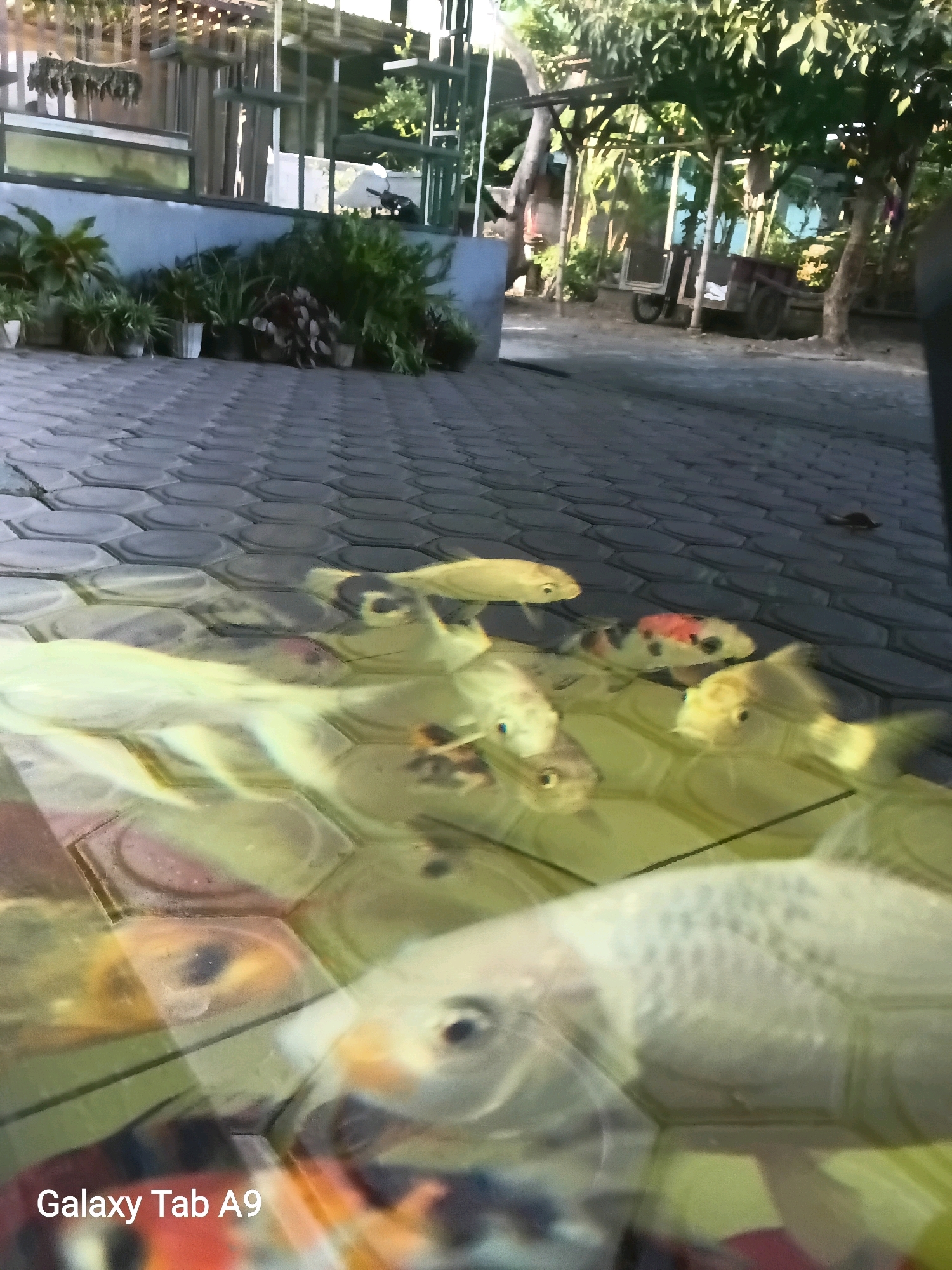 The image depicts an outdoor scene in Trenggalek, Indonesia, characterized by a paved area with hexagonal tiles leading to a shallow body of water. The water contains several koi fish, predominantly white and yellow, with one fish exhibiting red and black markings. The background shows a building with a blue wall, potted plants, and trees. In the distance, a rudimentary wooden cart with two wheels is visible, along with some structures that suggest a rural or semi-rural setting. The image is a photograph, with a visible watermark "Galaxy Tab A9" in the bottom left corner. The lighting suggests it was taken during daylight hours, possibly late afternoon given the shadows.