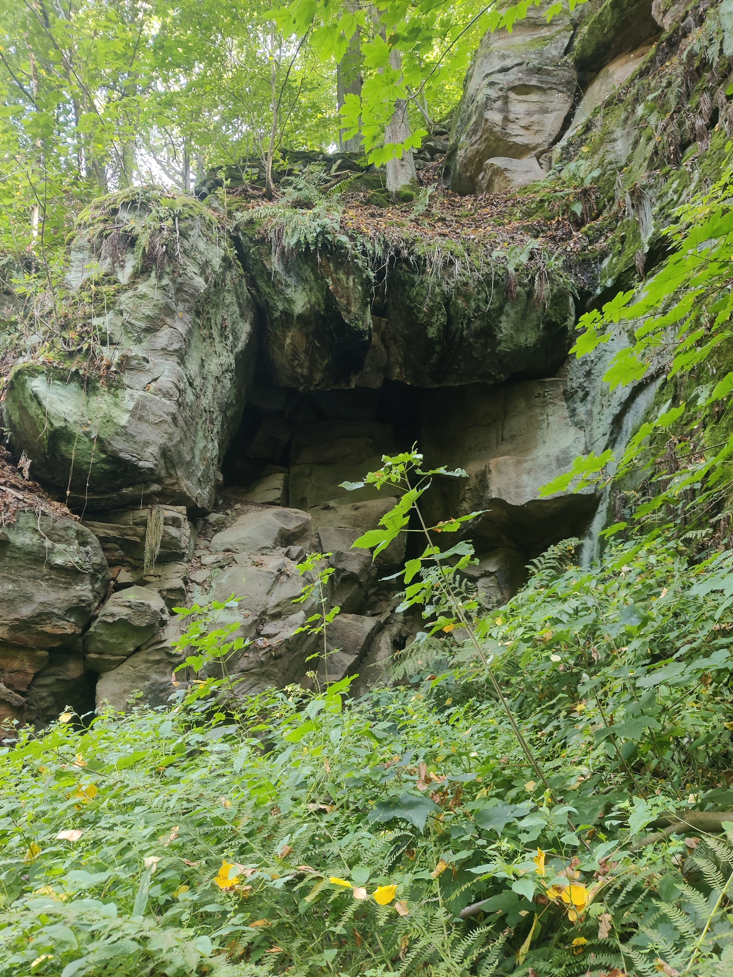This image depicts a natural, rocky environment within the city of Lohmen, Germany, likely a part of the Saxon Switzerland National Park, known for its sandstone rock formations. The scene is dominated by a large, weathered rock face, characterized by various shades of gray and green from moss and lichen. Several ledges and overhangs are visible, creating indentations and small alcoves within the rock. In the foreground, a dense growth of lush green foliage, including ferns and other leafy plants, obscures the base of the rock face. Some yellow wildflowers are scattered amongst the greenery. The upper portion of the image shows the rock face continuing upwards, with trees and foliage growing from its top and surrounding it. The lighting suggests an overcast or shaded day, with dappled sunlight filtering through the leaves in some areas. There are no people or animals visible in the image.