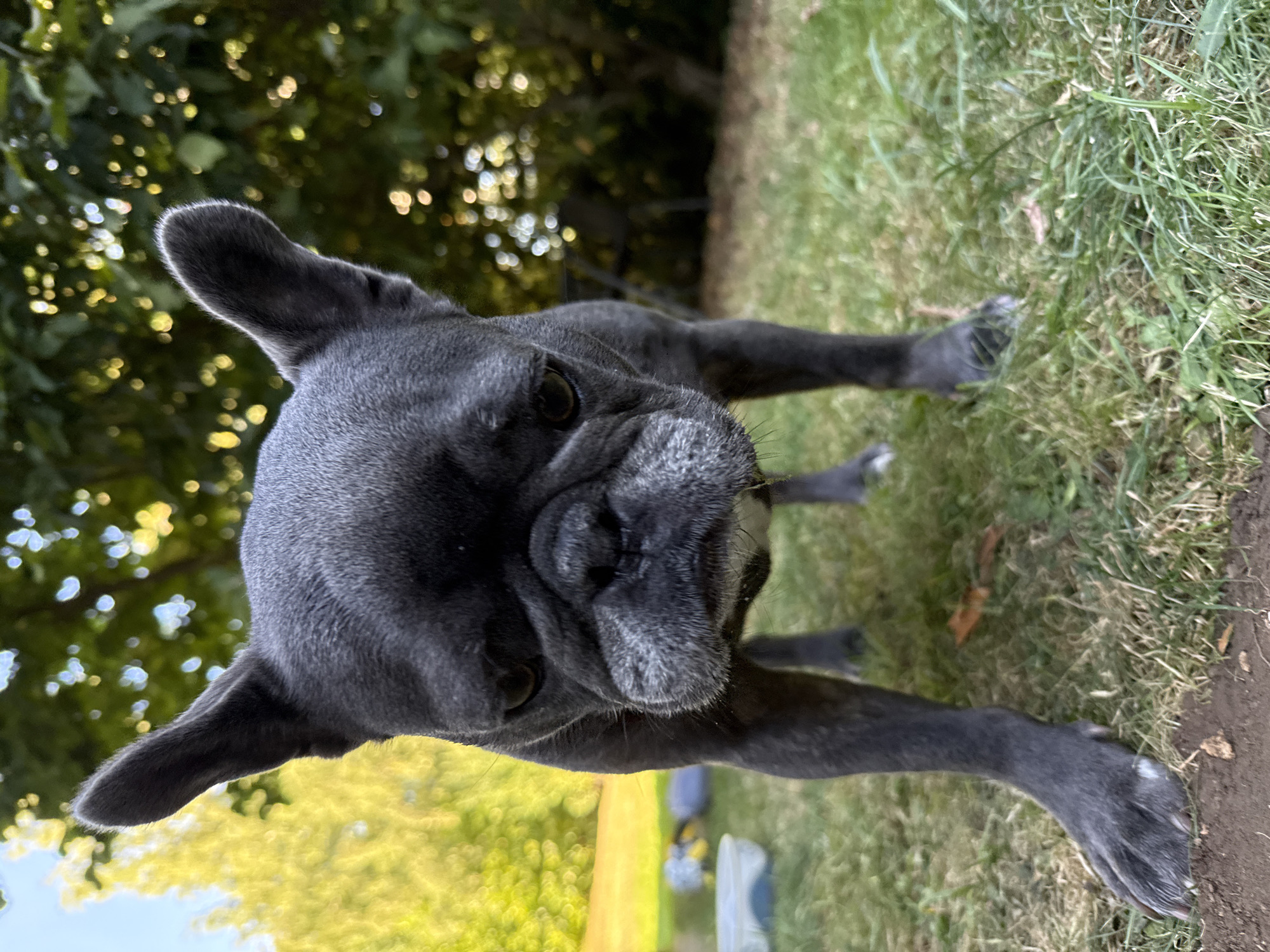 A French bulldog stands on grass, facing the camera. The dog is dark gray with lighter gray markings around its muzzle. Its ears are large and stand upright. The background is blurred, showing green foliage and trees, suggesting an outdoor setting like a park or backyard in the city of Bad Sachsa, Germany. The lighting indicates it is daytime.